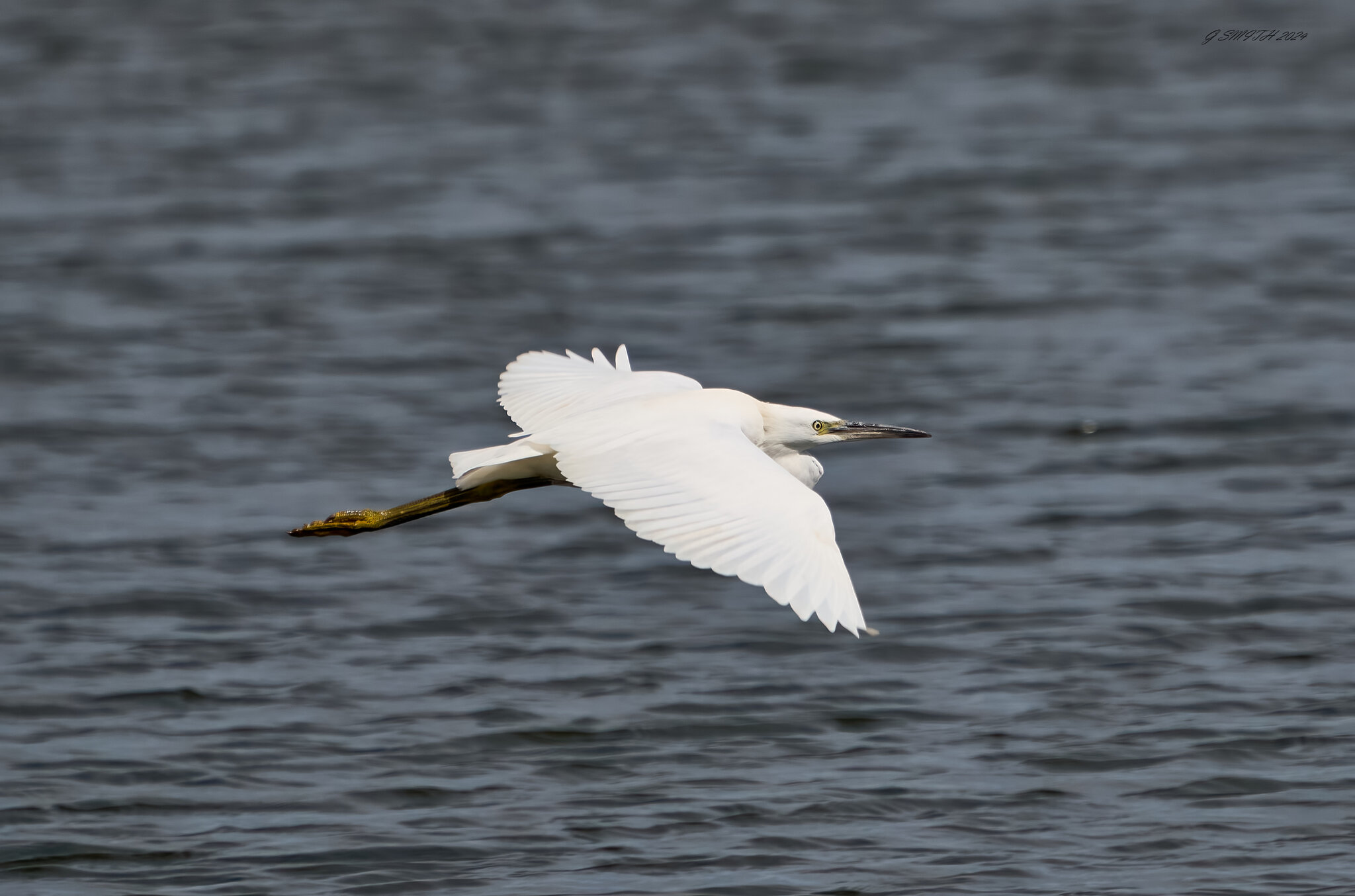 egret 2024 20.jpg