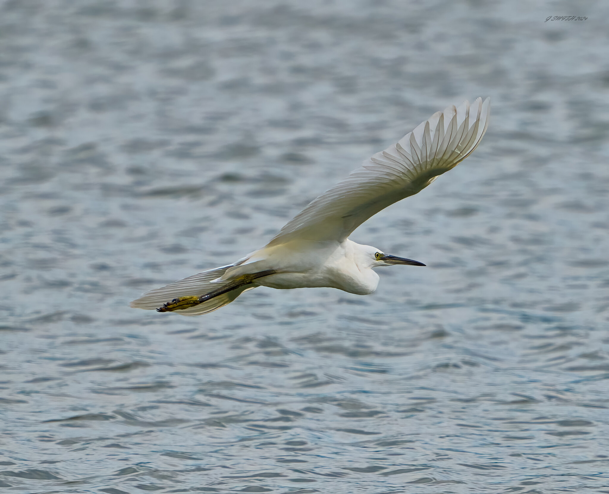 egret 2024 25.jpg