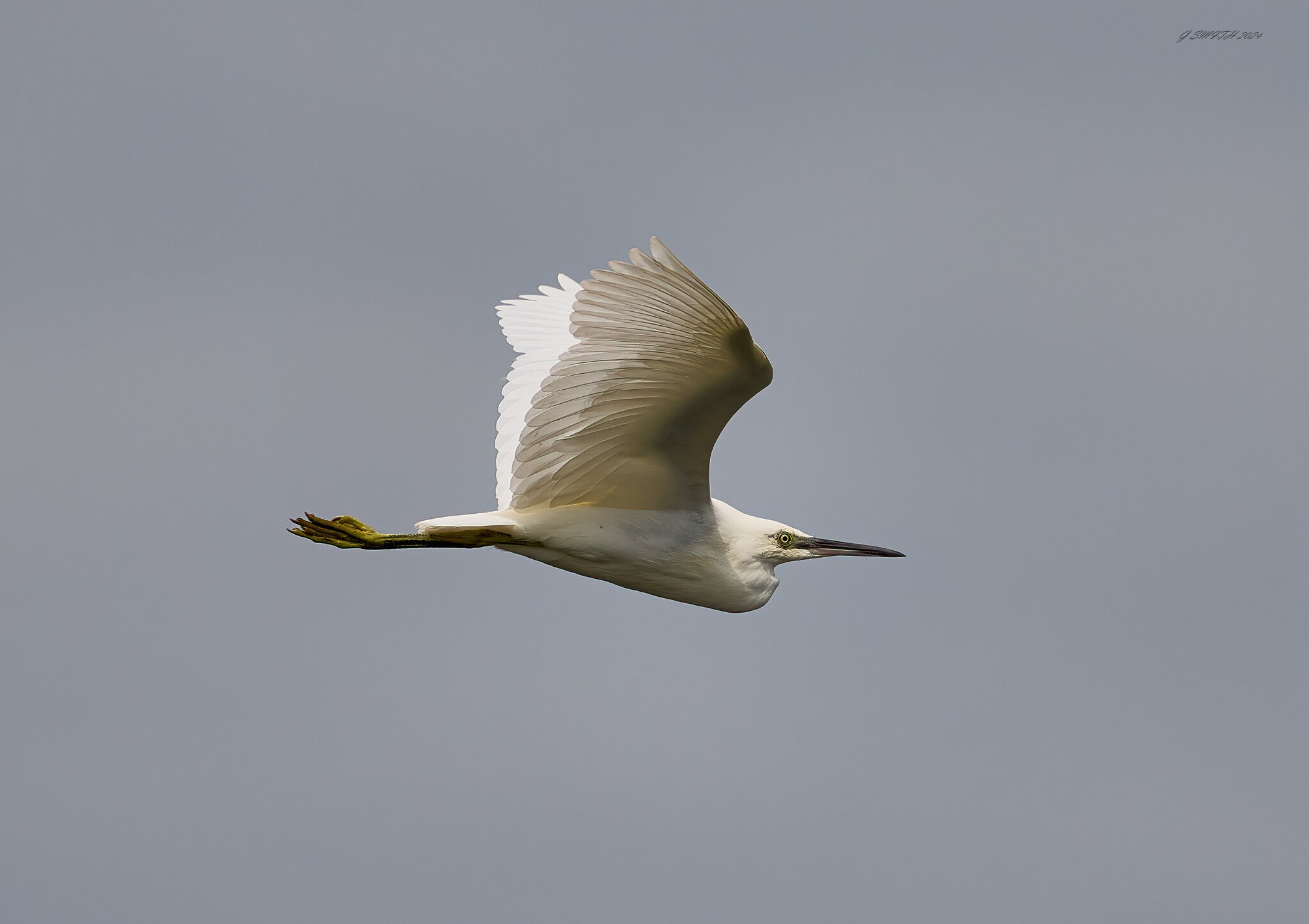 egret 2024 29.jpg