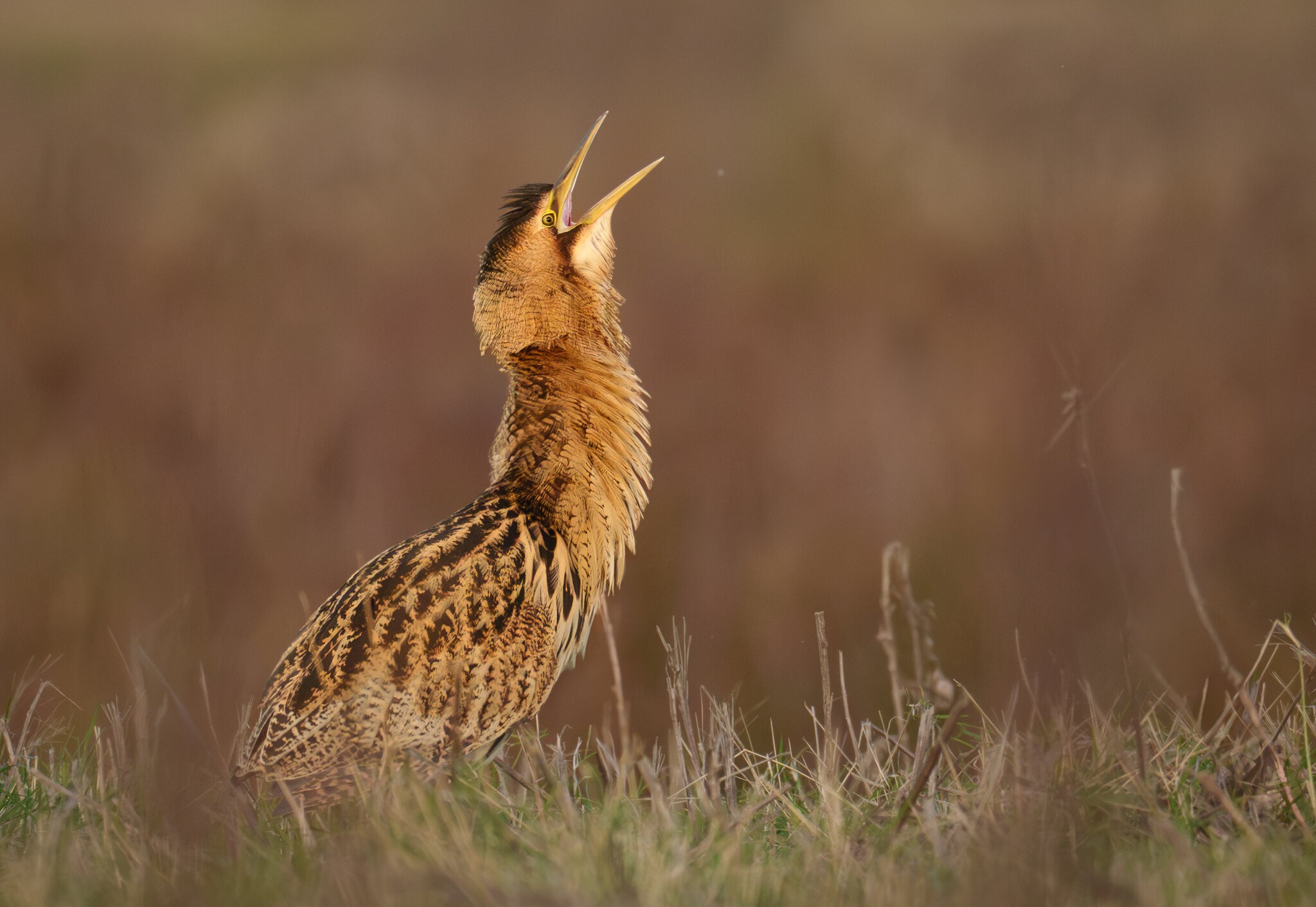 Elmley (1 of 1).jpg