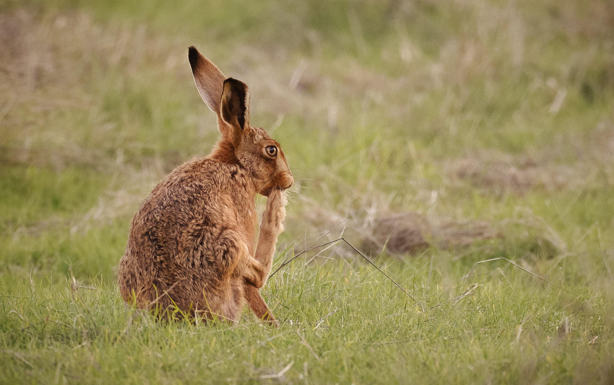 Elmley (1 of 3).jpg