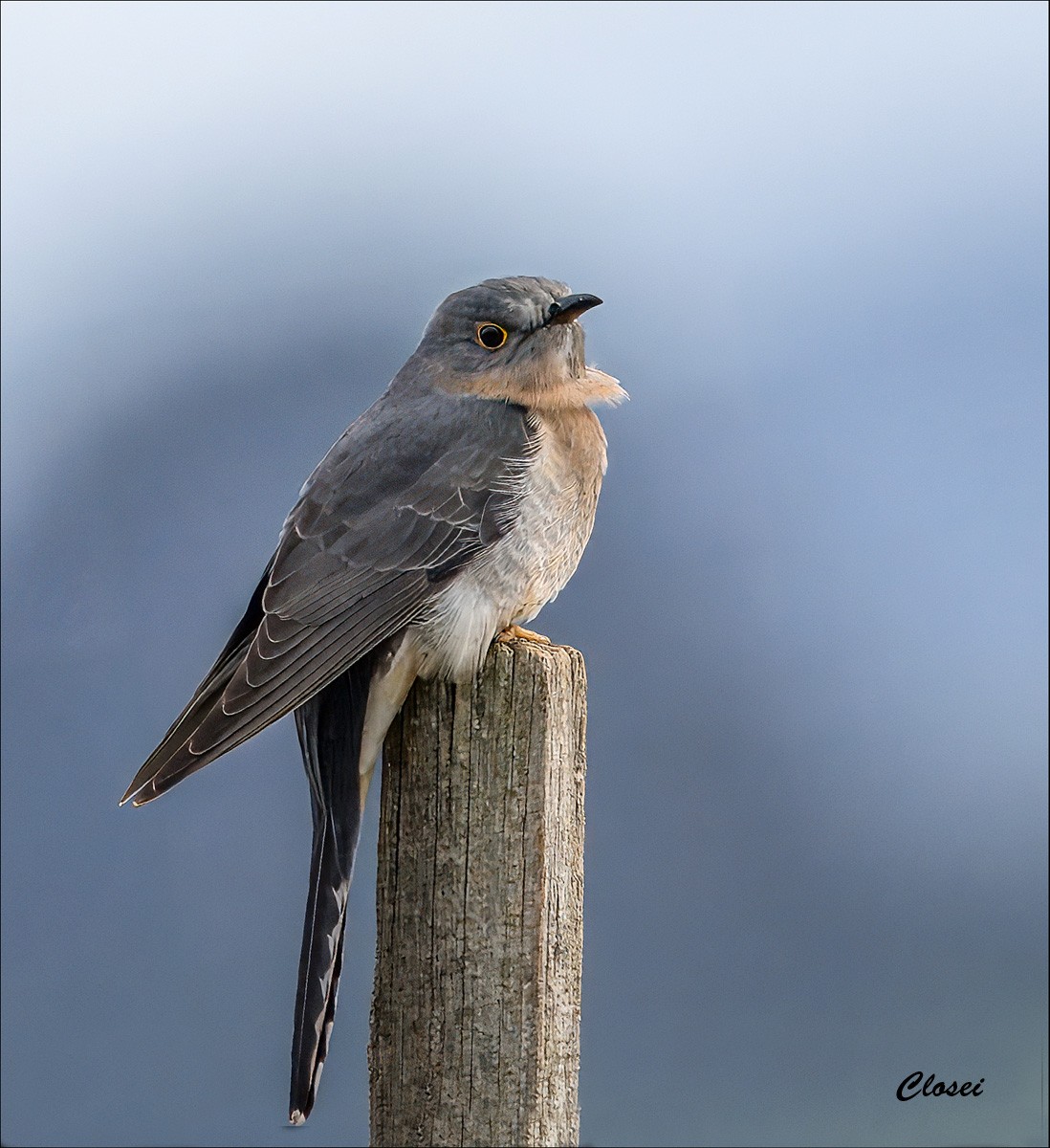 Fantail Cuckoo 5-r.jpg