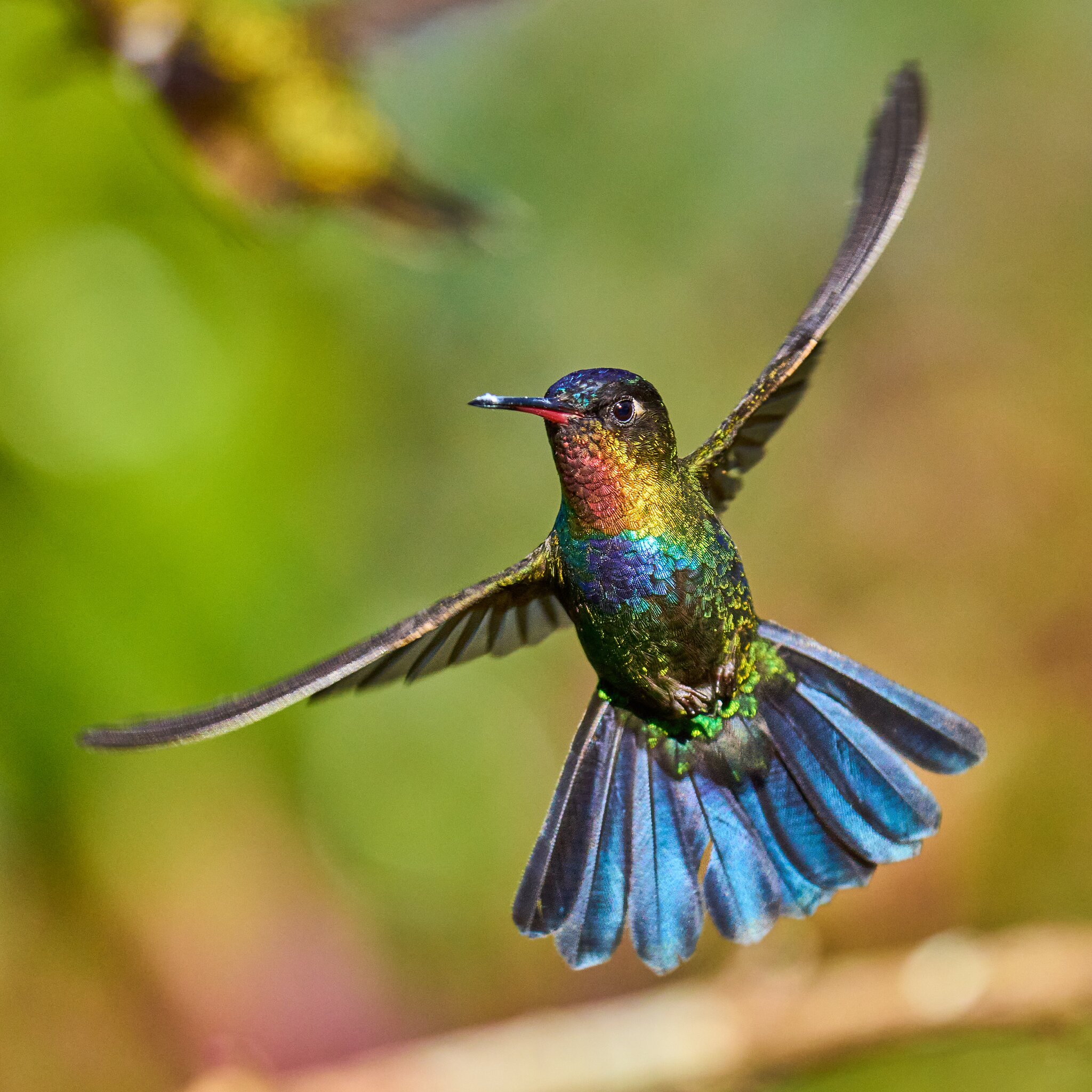 Fiery-Throated Hummingbird - Paraiso Quetzal Costa Rica - 03092024 - 15- DN.jpg