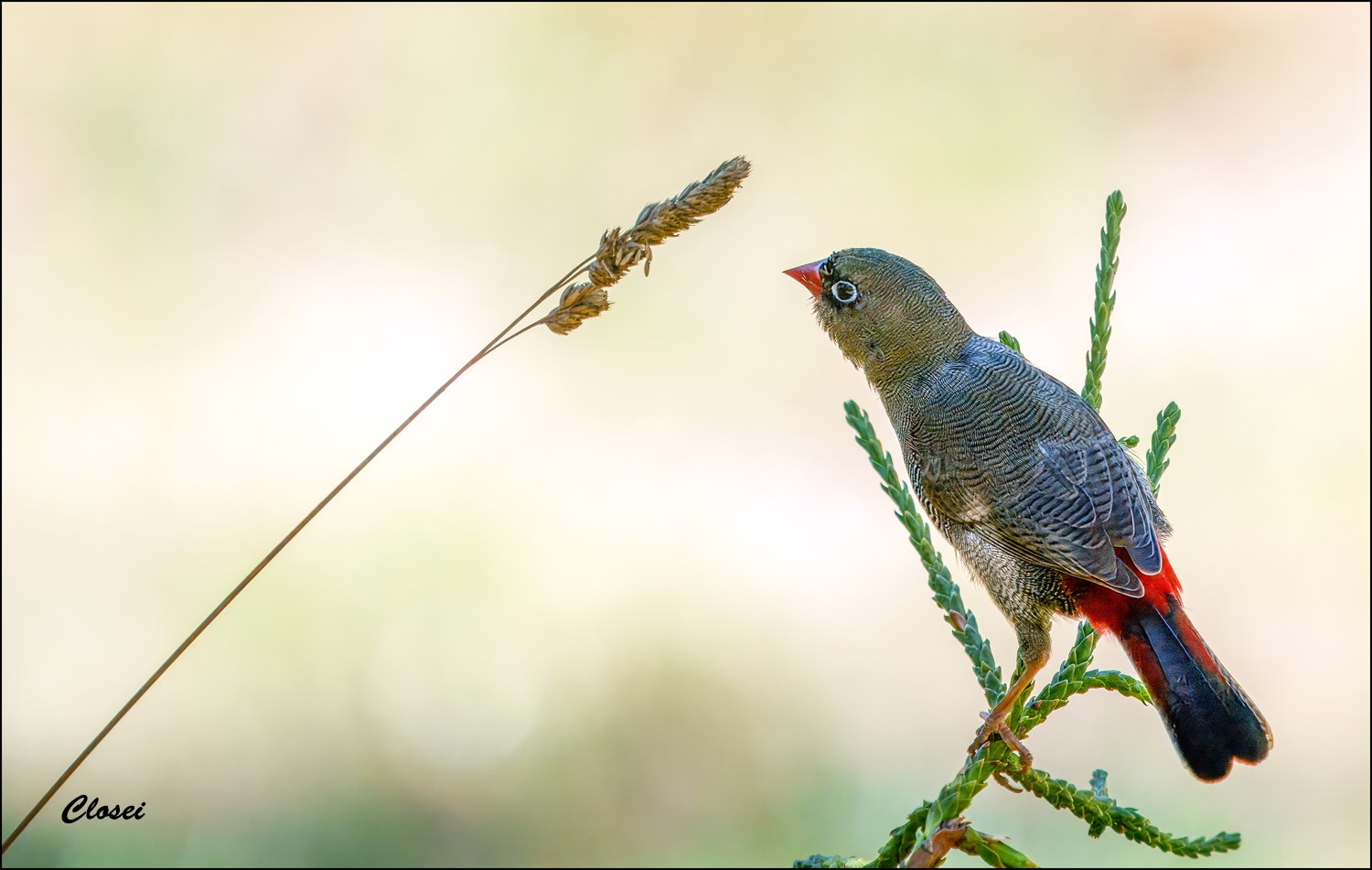 Firetail 8-r.jpg