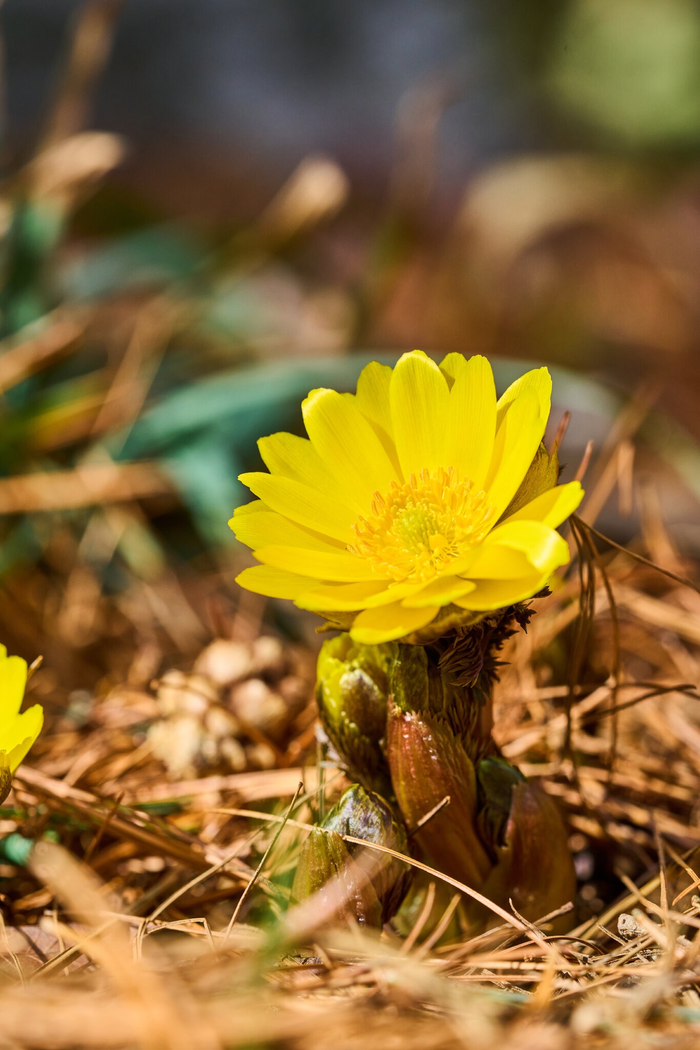 Flower - Longwood - 03012025 - 01.jpg