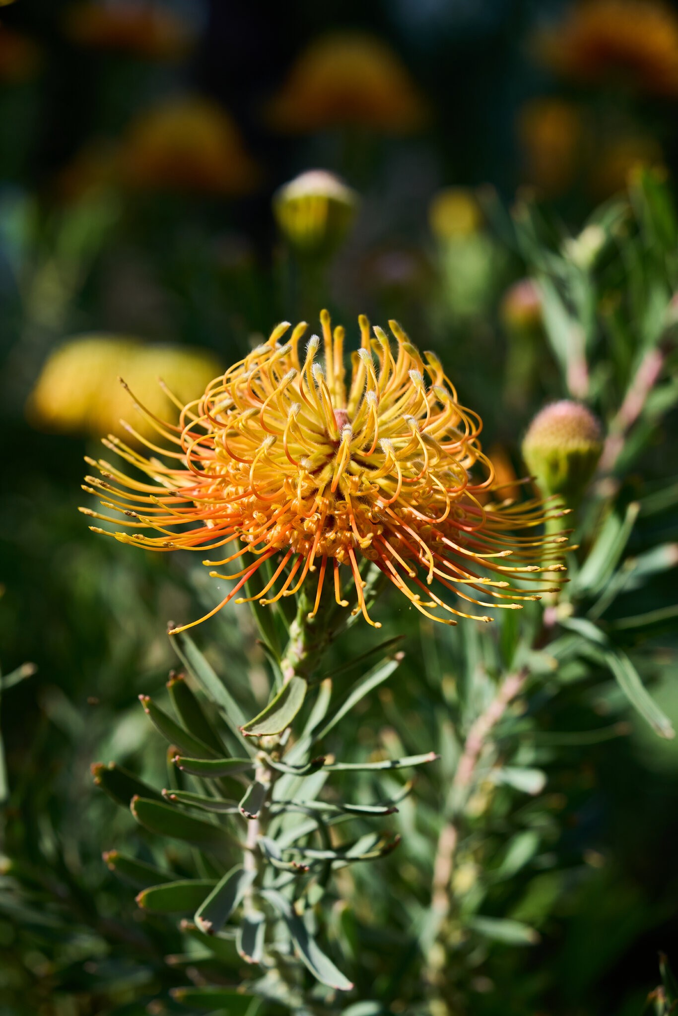 Flower - Longwood - 03012025 - 08.jpg