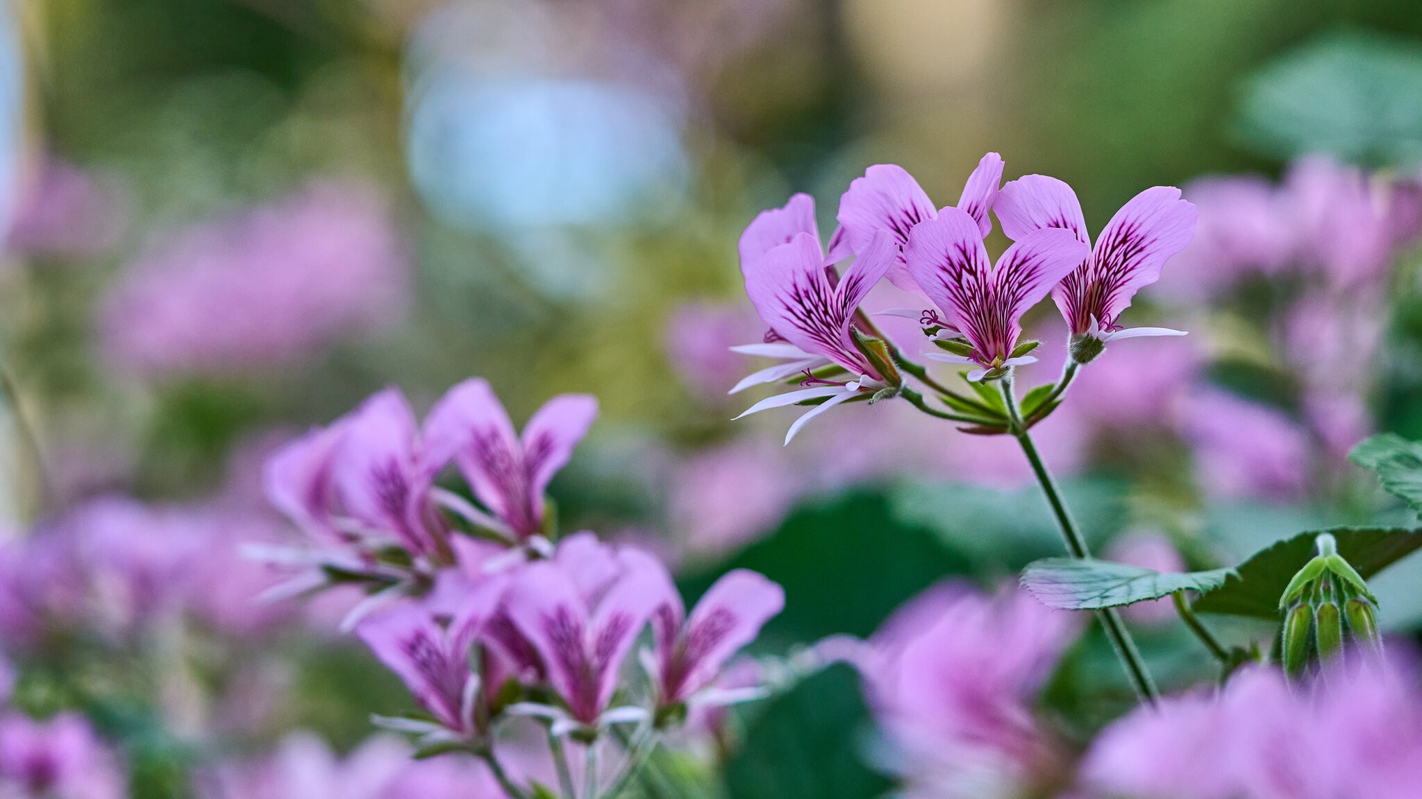 Flower - Longwood - 03012025 - 14.jpg