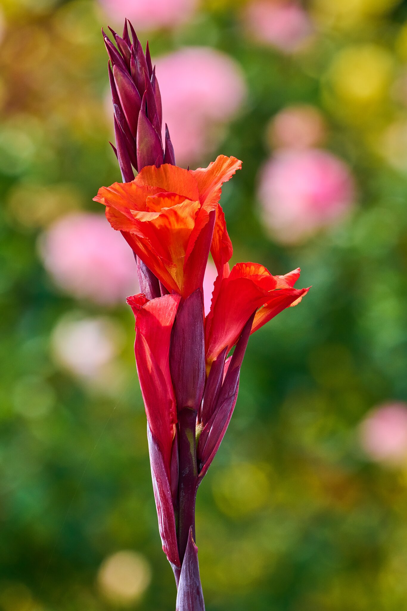 Flower -South Coast Botanical Gardens - 05162024 - 21- DN.jpg