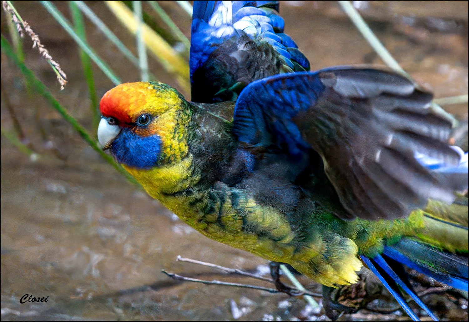 Flying Rosella-r.jpg