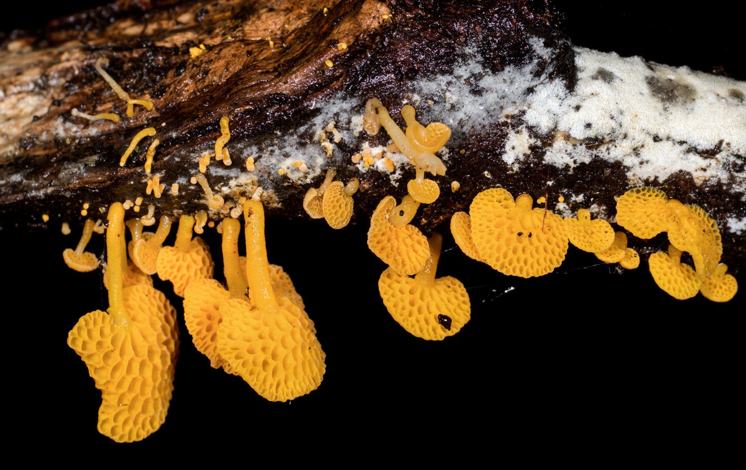 Fungi 17 r.jpg