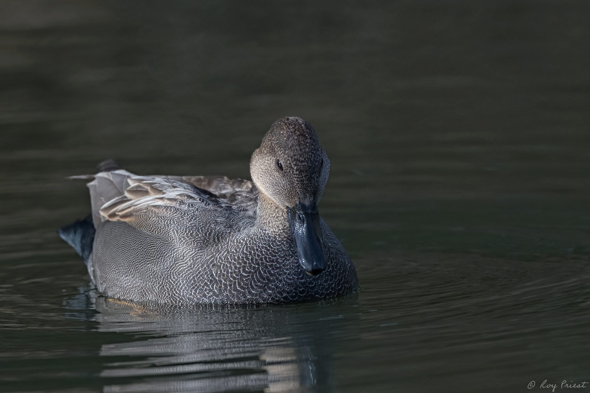 Gadwall-ROY-1A-3726.jpg