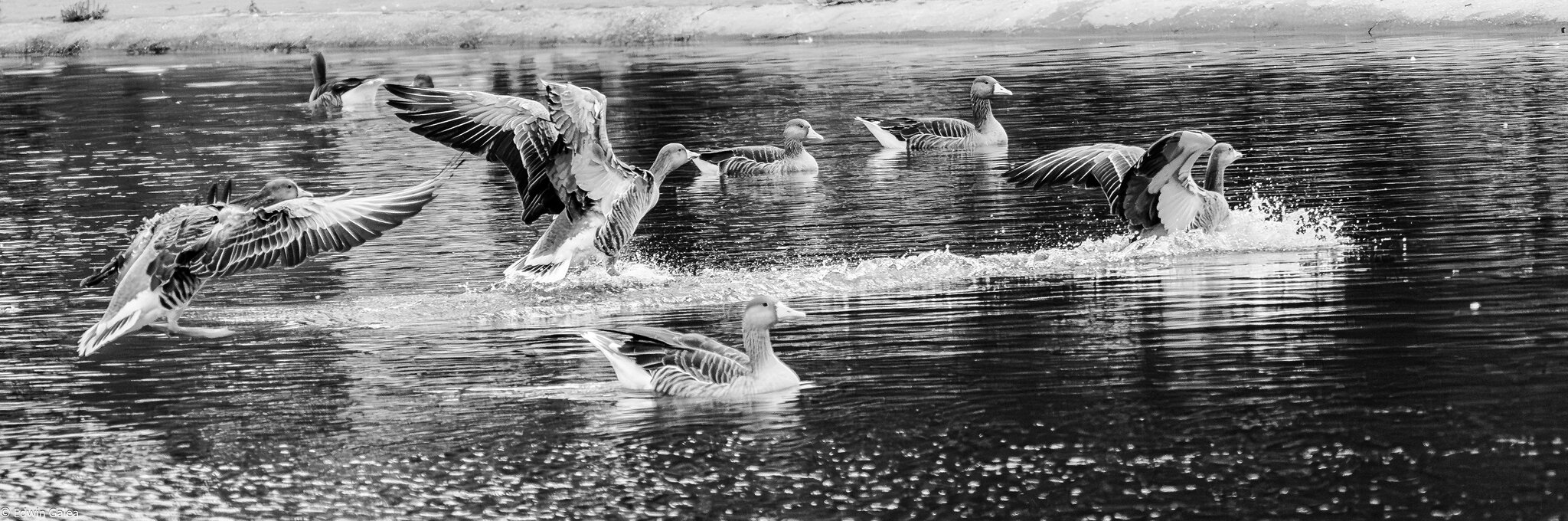 geese_hdr_BW-4.jpg