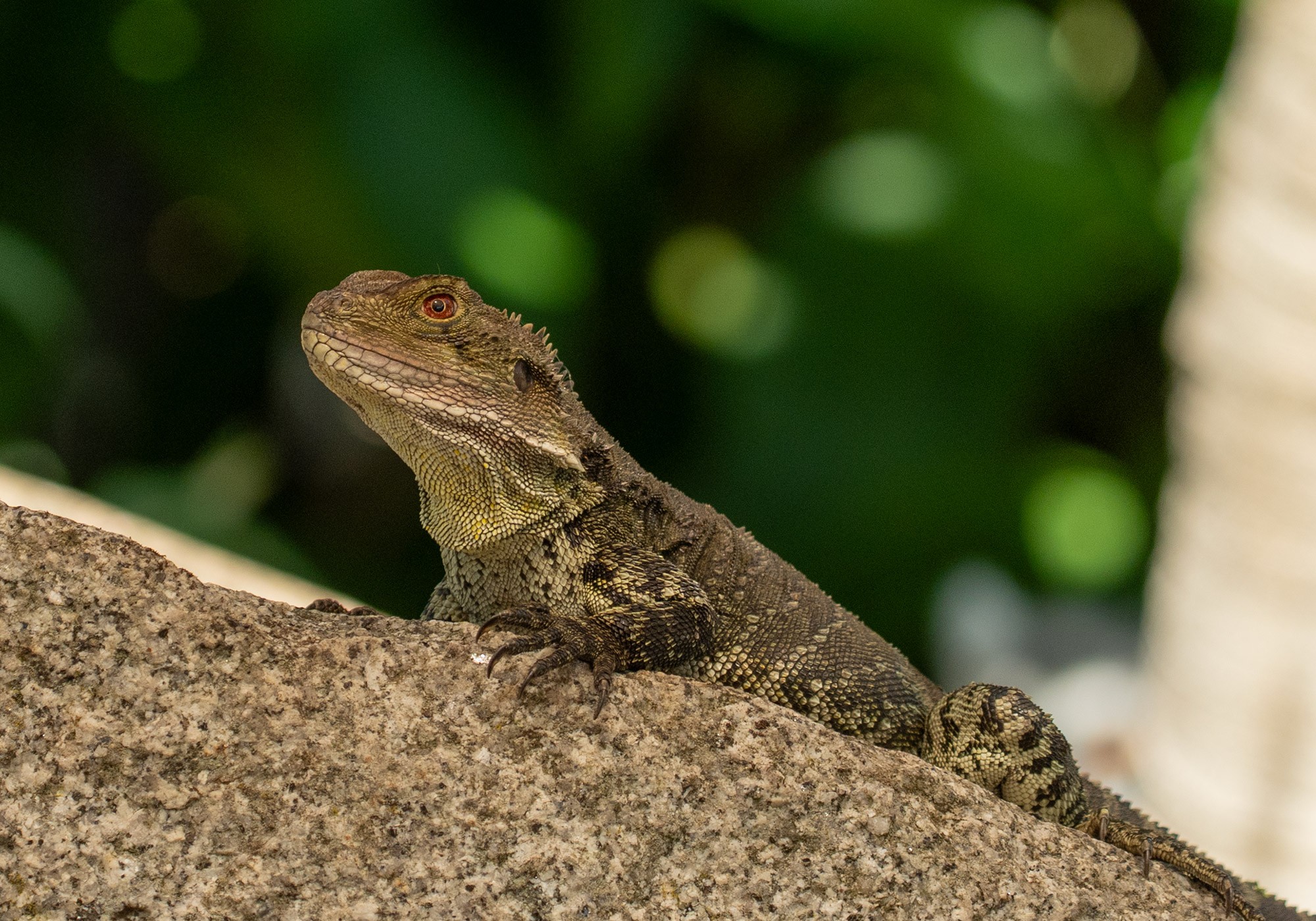 GippslandWaterDragon100pc.jpg