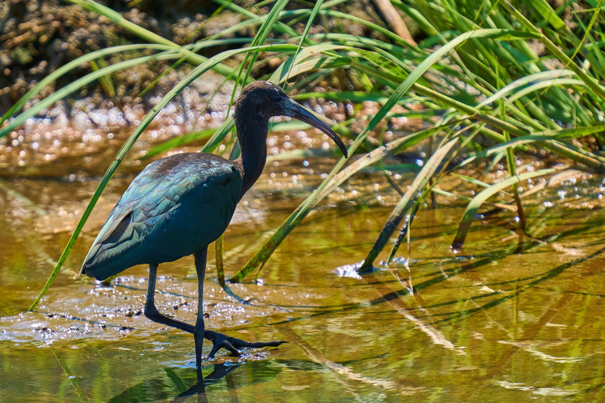 Glossy Ibis - Bombayhook NWF - 08192023 - 24- DN.jpg