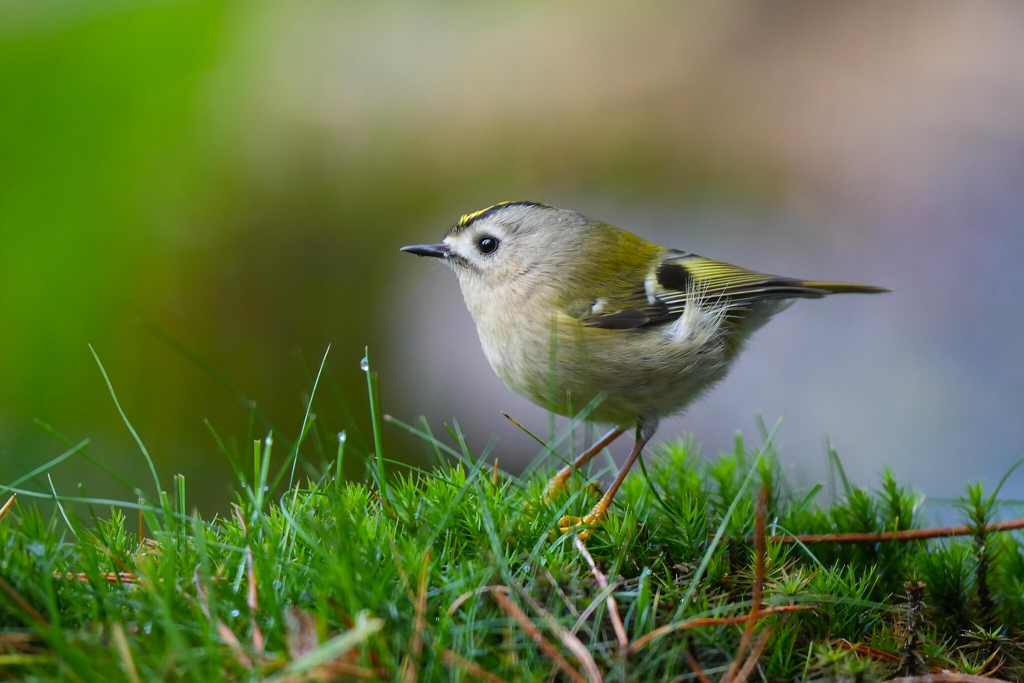 Goldcrest.jpg