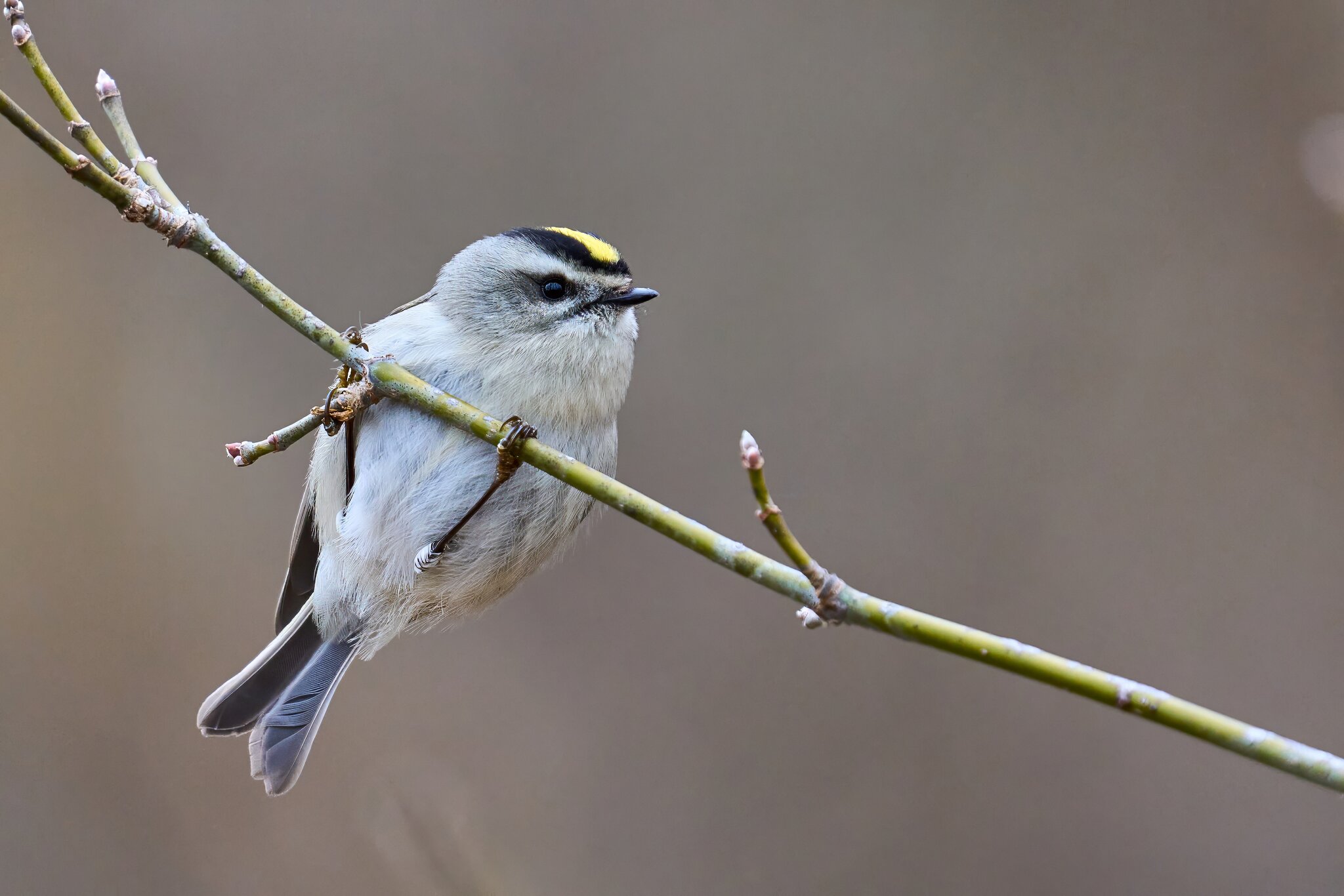 Golden-Crowned Kinglet - Ashland - 02022025 - 01 - DN.jpg