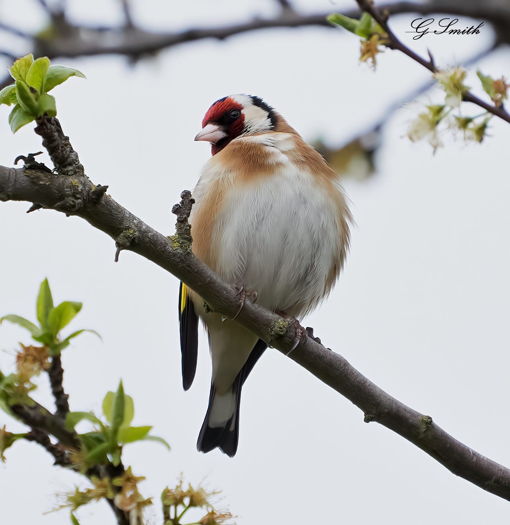 goldfinch 2022 1.jpg