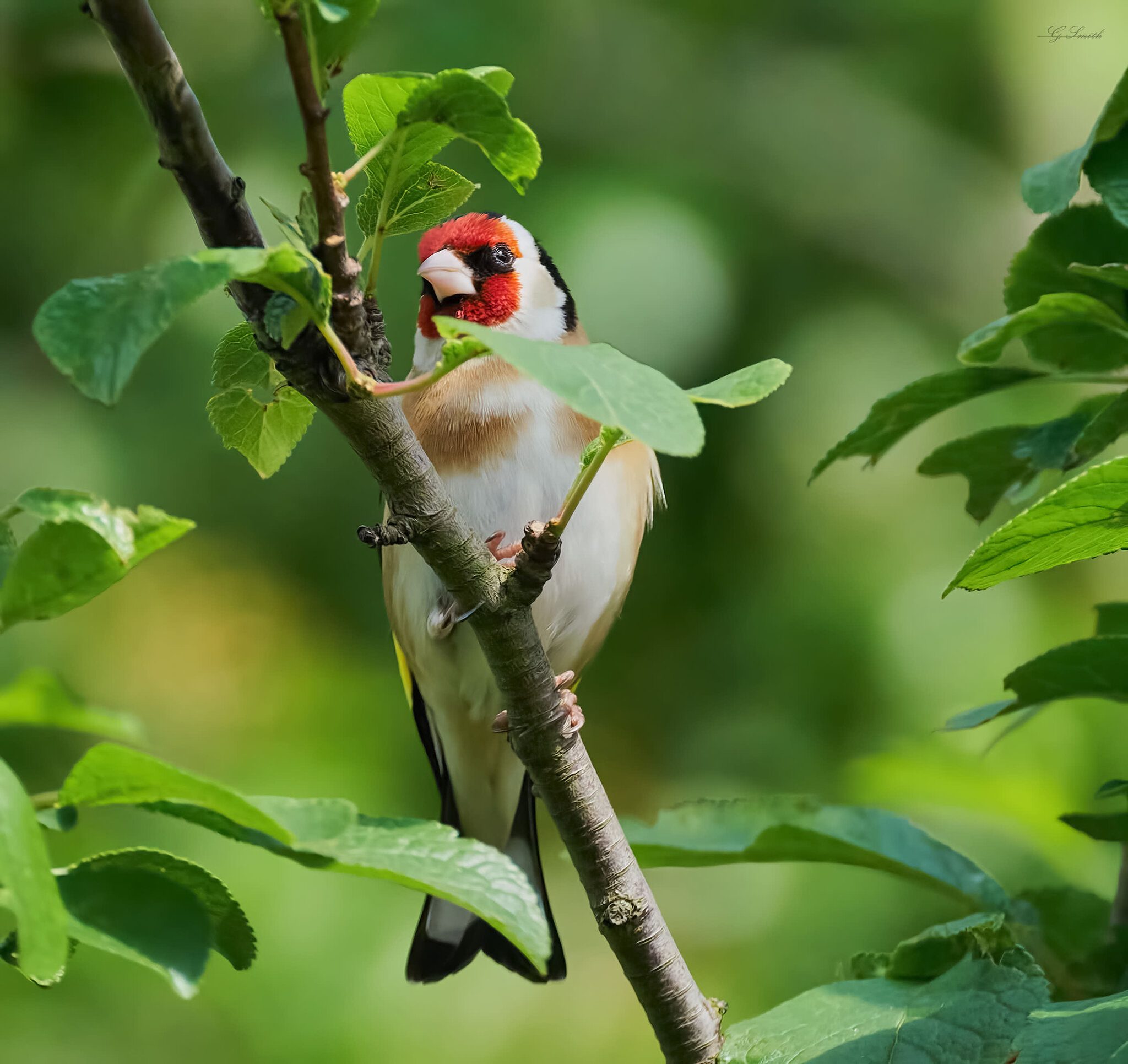 goldfinch 2022 5.jpg