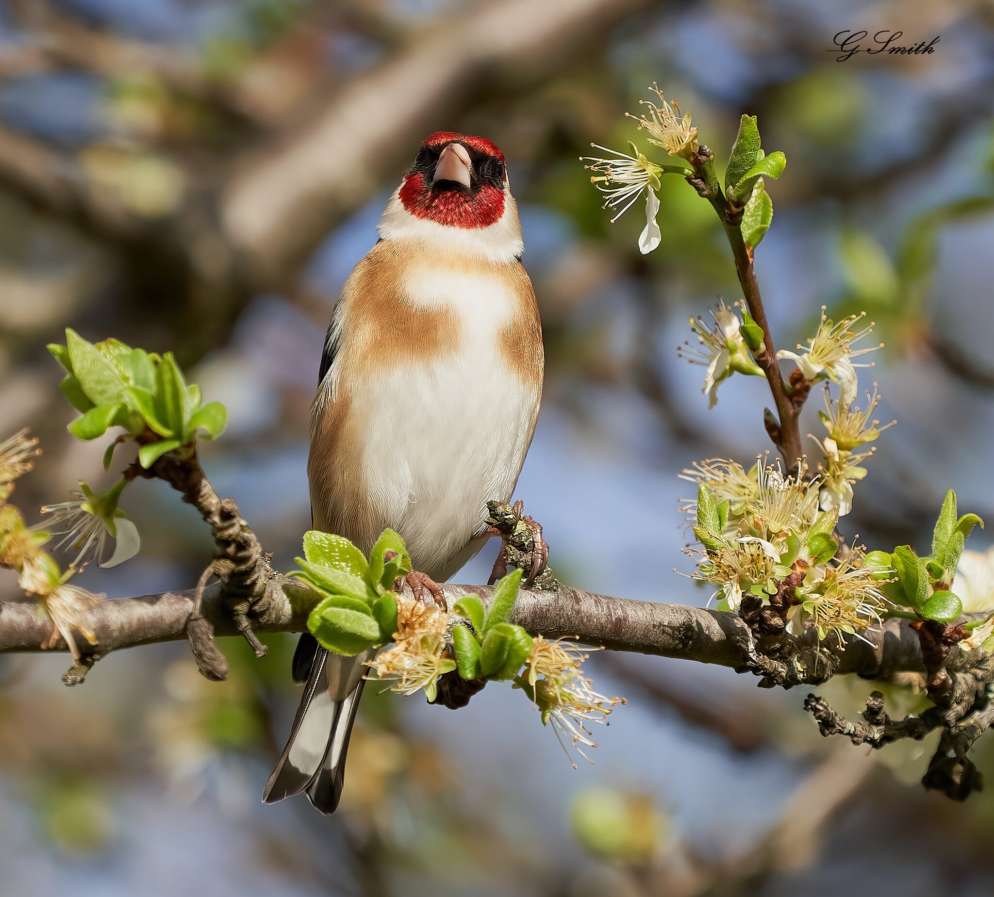 goldfinch 2022.jpg