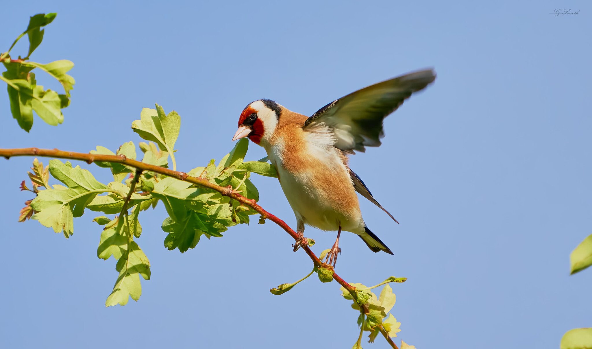 goldfinch  2022.jpg