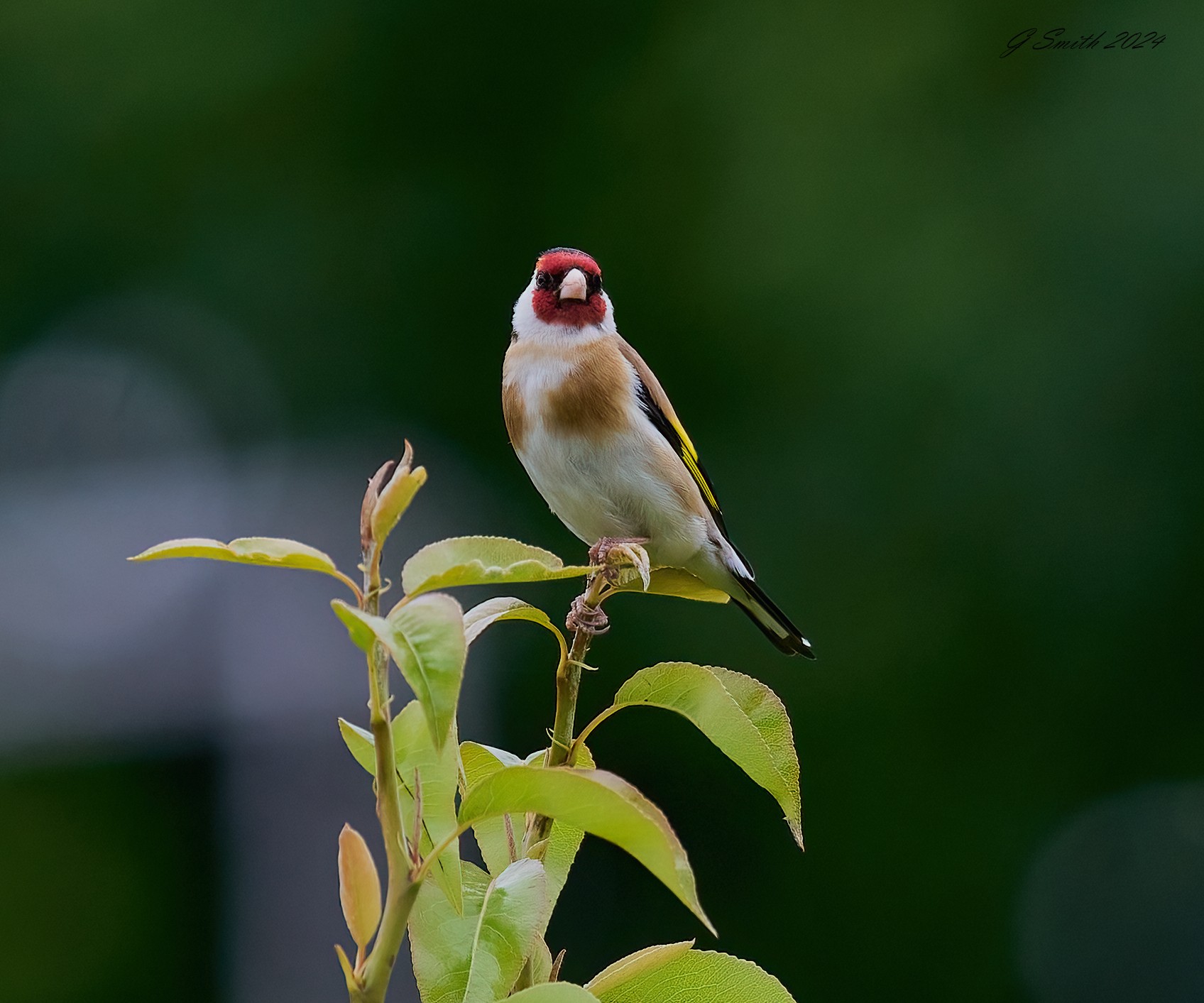 goldfinch 2024 1.jpg