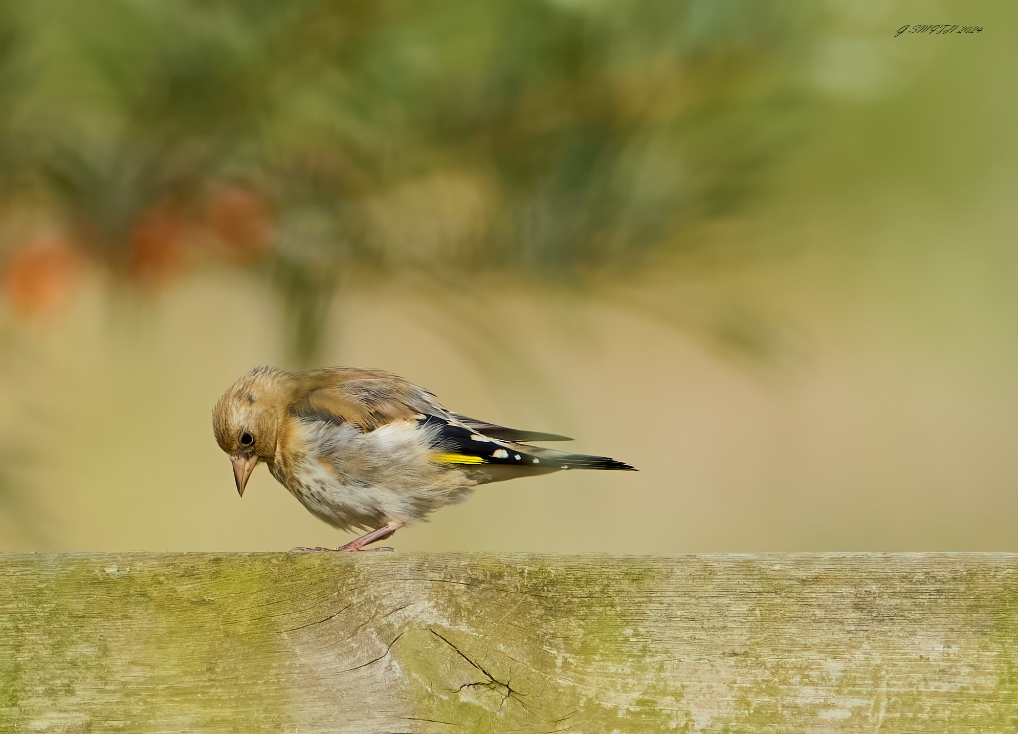 goldfinch 2024 6.jpg