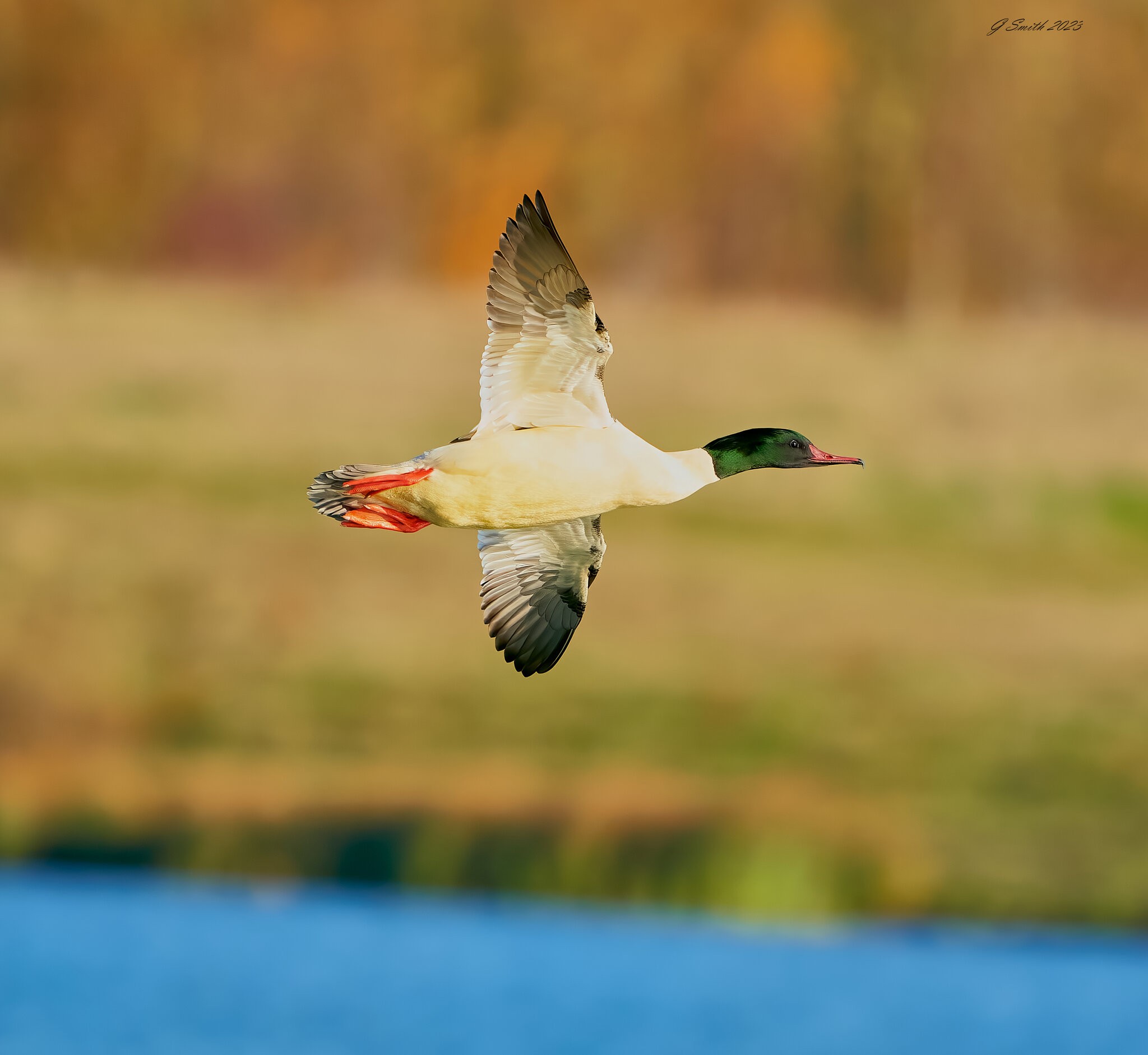 goosander 2023 1.jpg