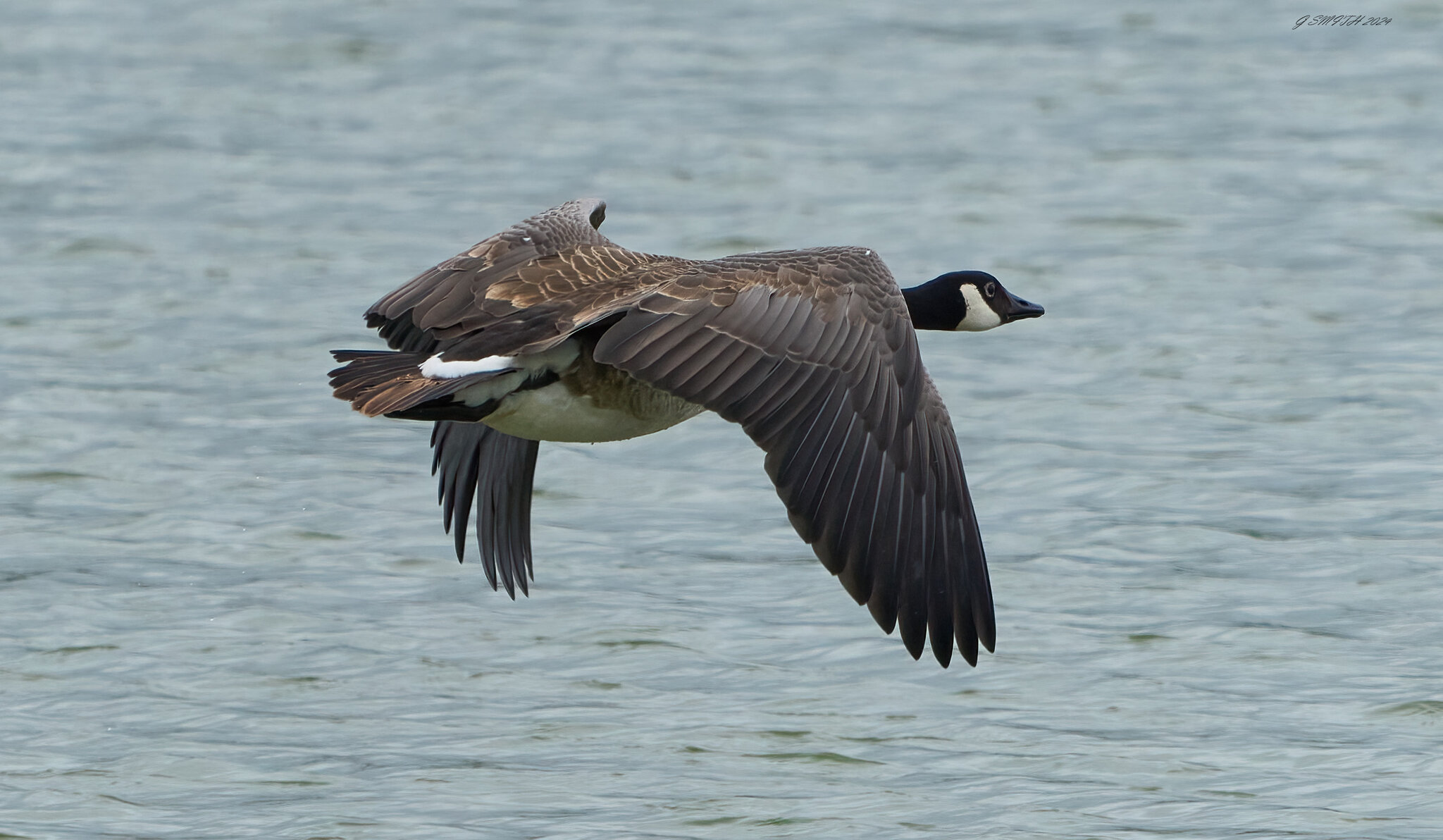 goose 2024 24.jpg