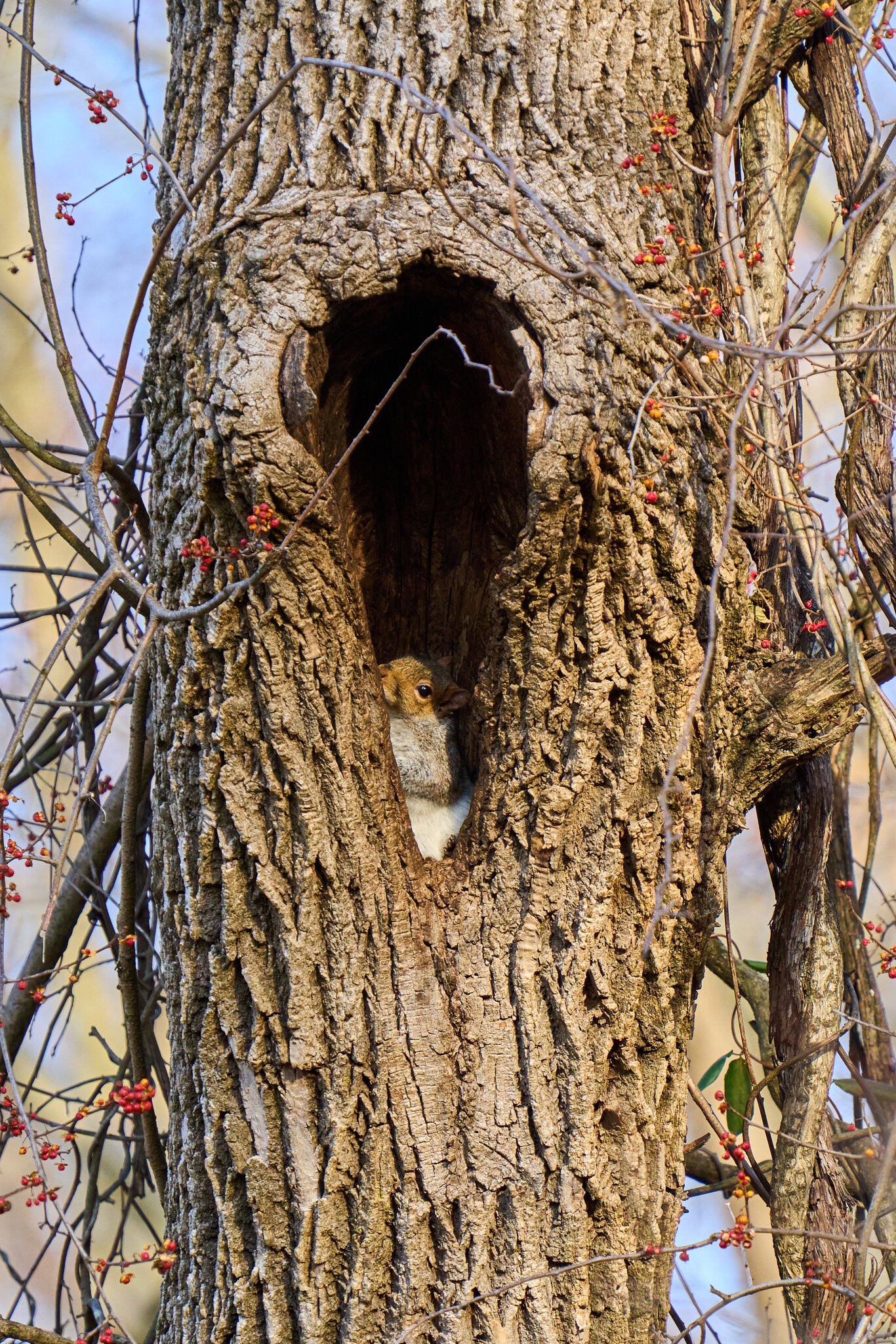 Gray Squirrel - BCSP - 12082024 - 01.jpg