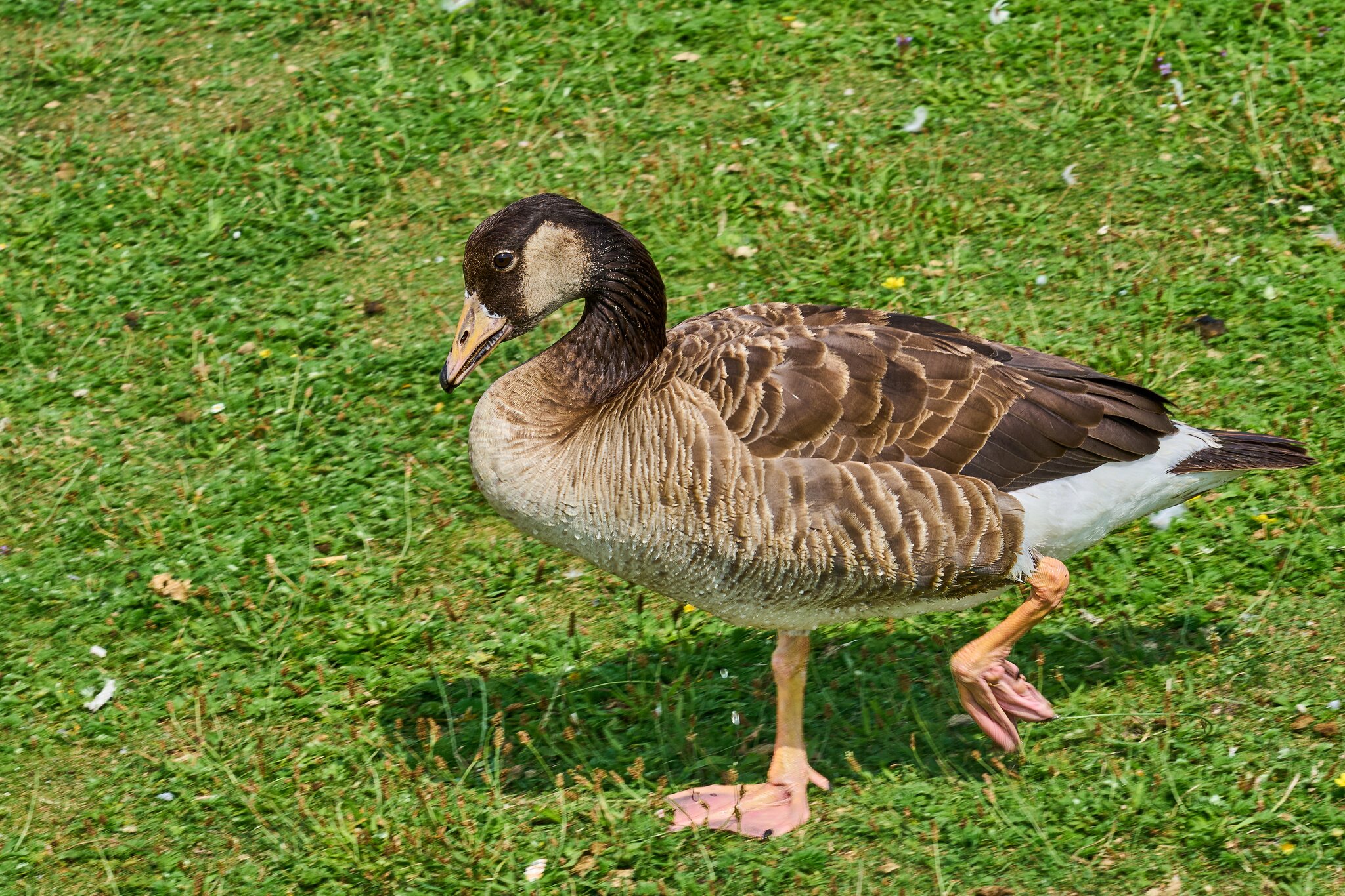 Graylag Canada Goose Hybrid - Munich - 07172023 - 01- DN.jpg