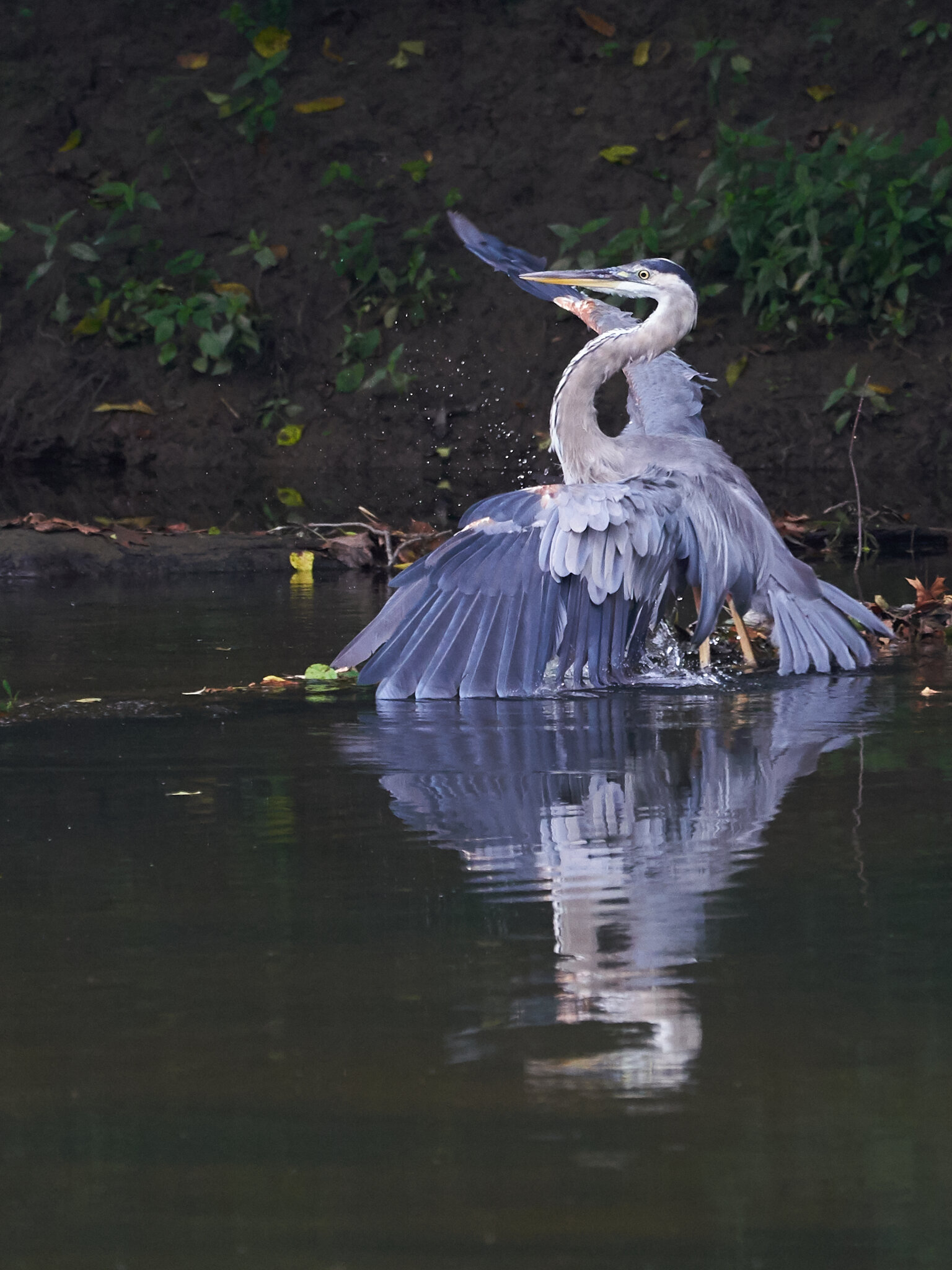 Great Blue Heron - BCSP - 08112018 - 21.jpg