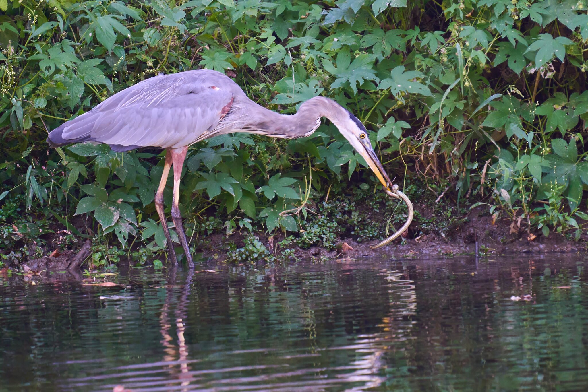 Great Blue Heron - BCSP TB - 10052024 - 09- DN.jpg