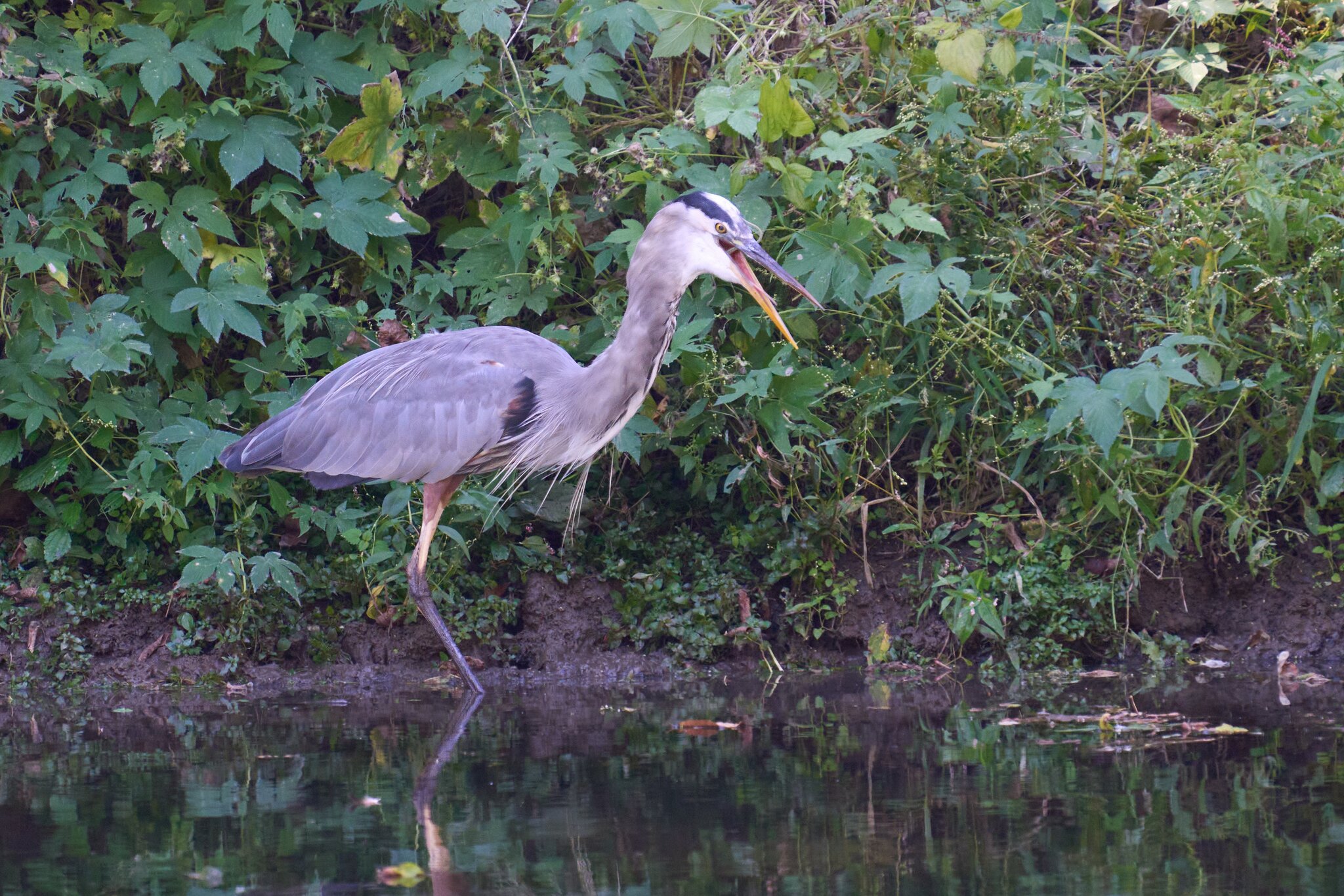 Great Blue Heron - BCSP TB - 10052024 - 11- DN.jpg