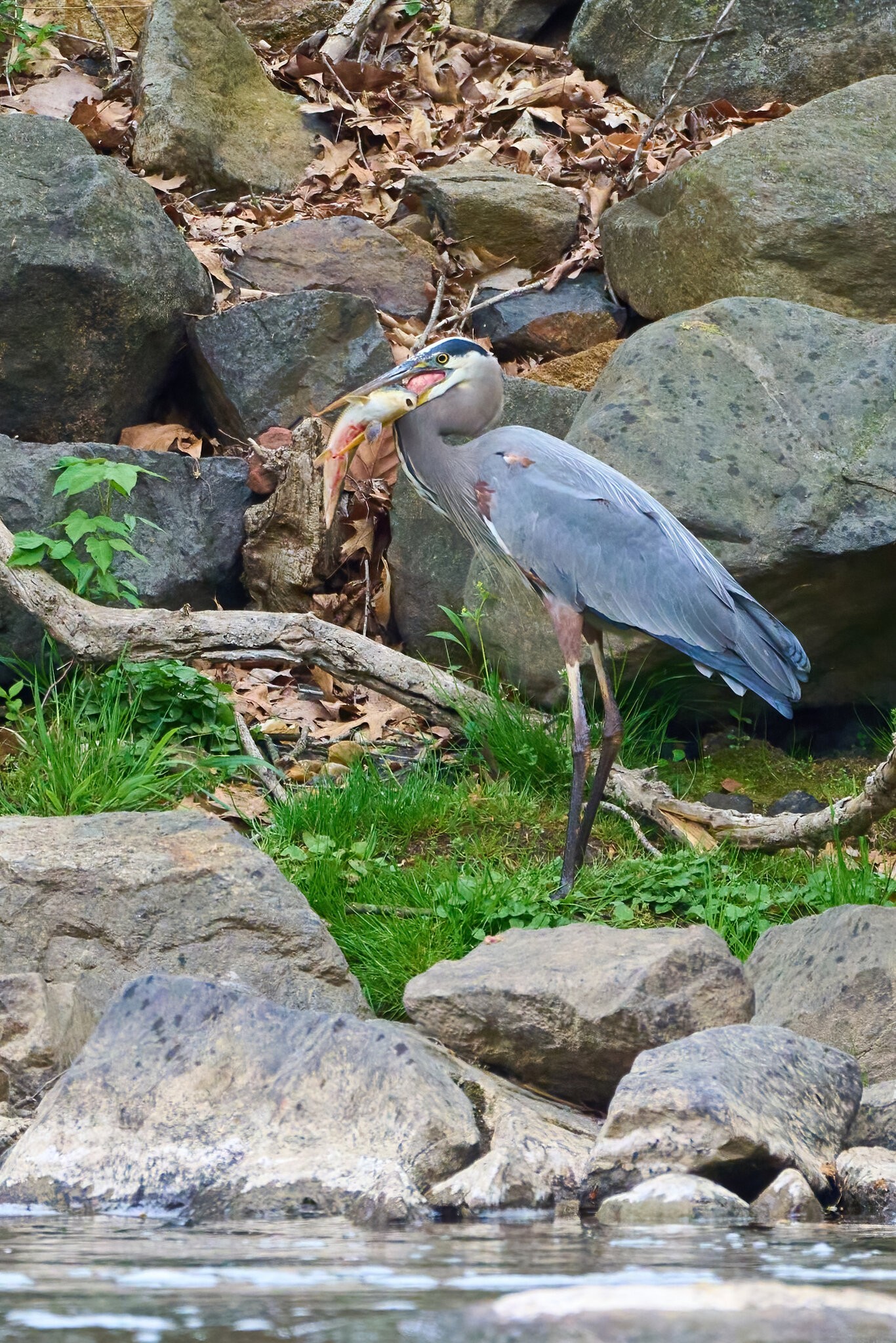 Great Blue Heron - Brandywine - 04152023 - 07-DN.jpg