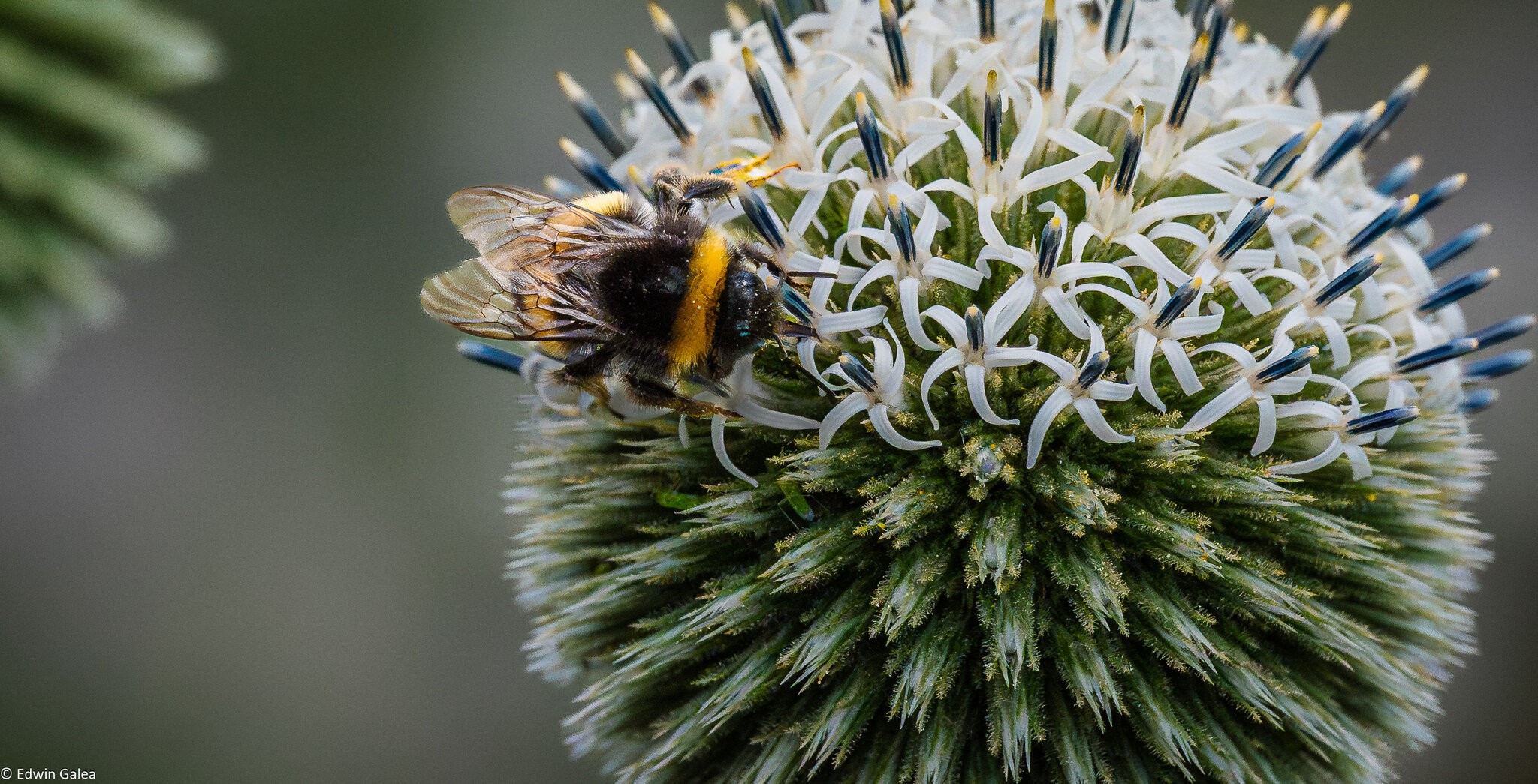 great globe thistle with bee-3.jpg