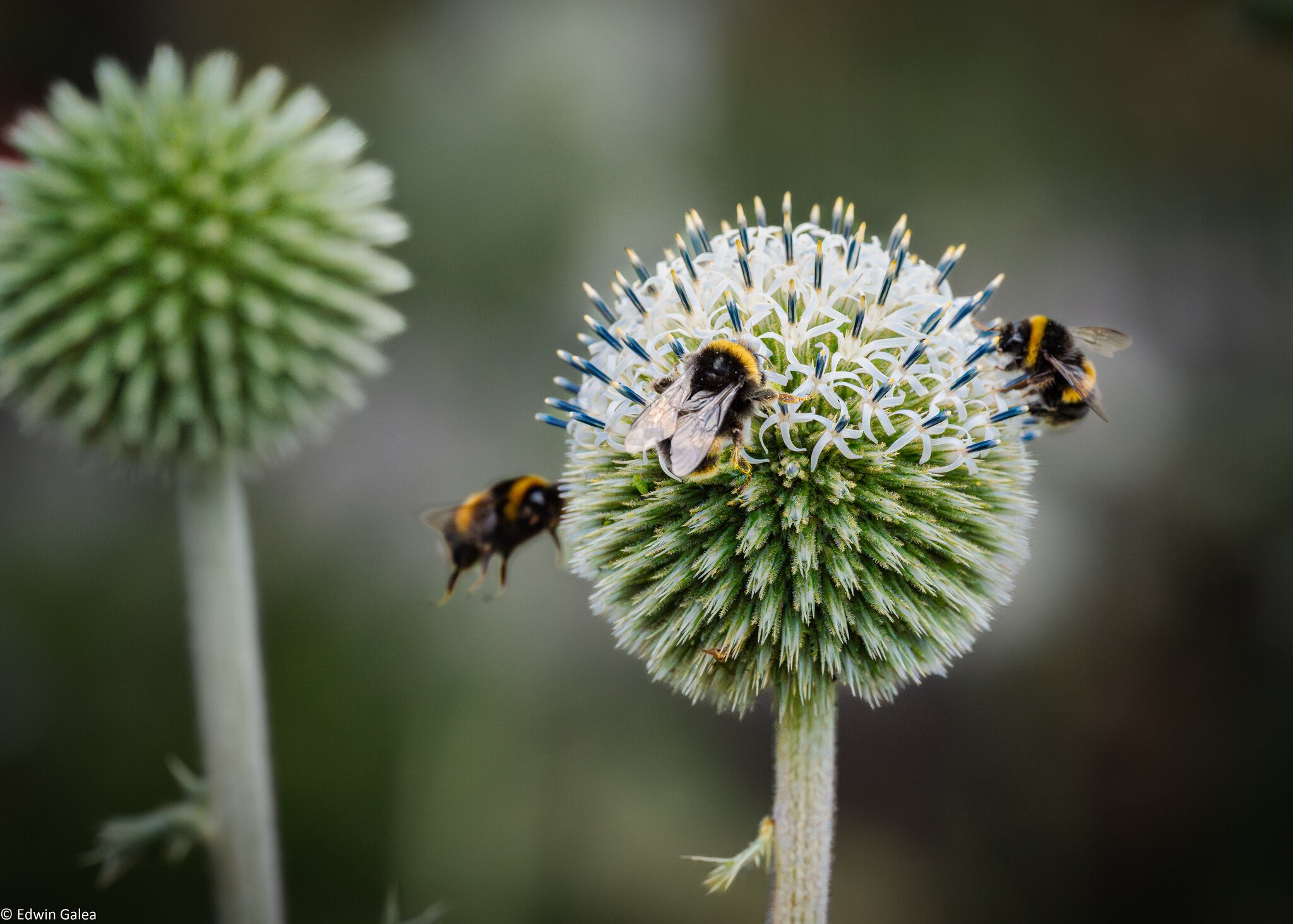 great globe thistle with bee-4.jpg