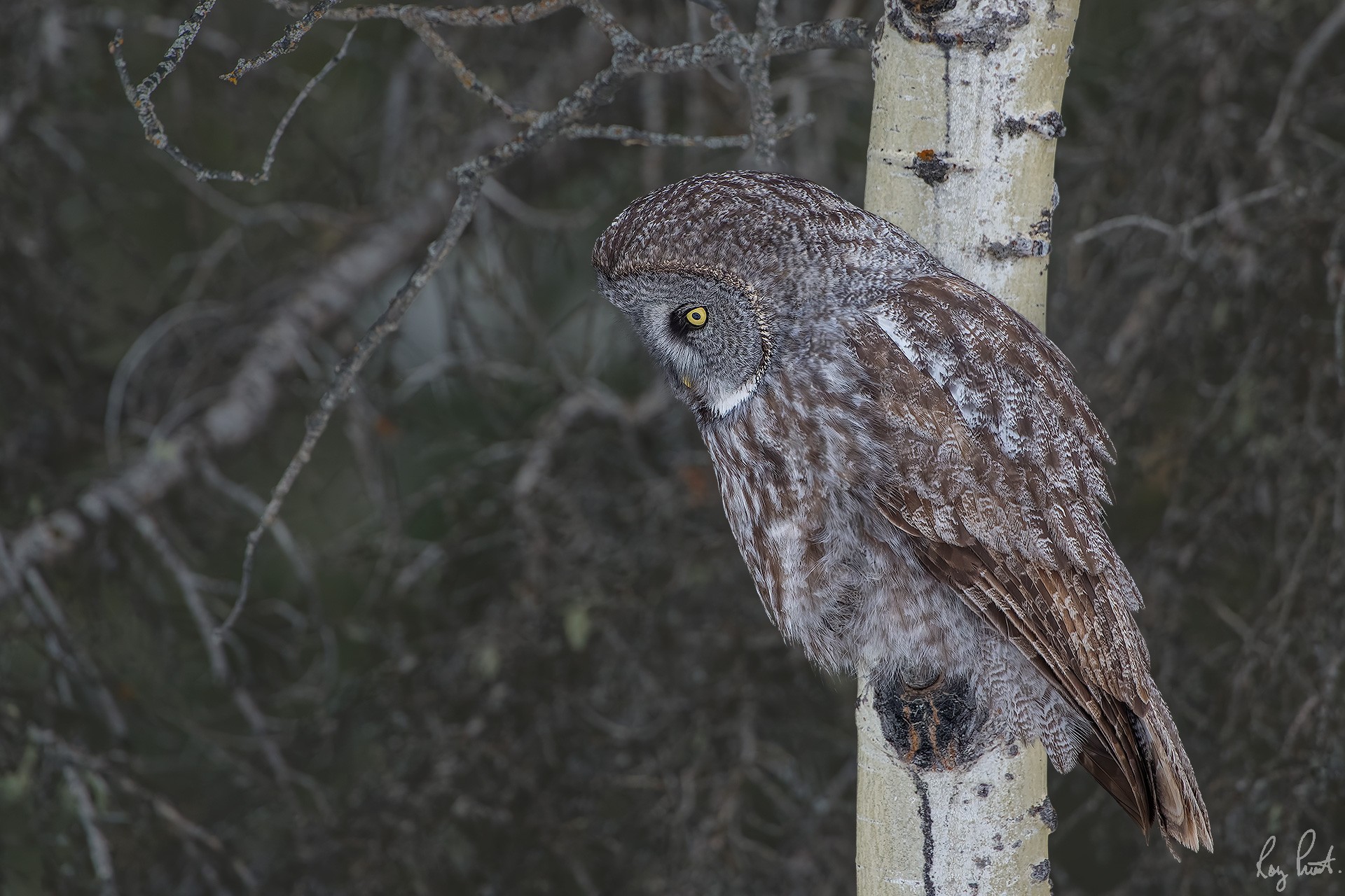 Great-Gray-Owl_DSC9865.jpg