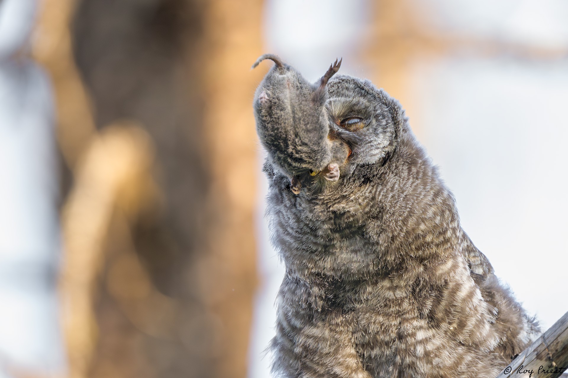 Great Gray Owl_RP25784-Enhanced-NR.jpg