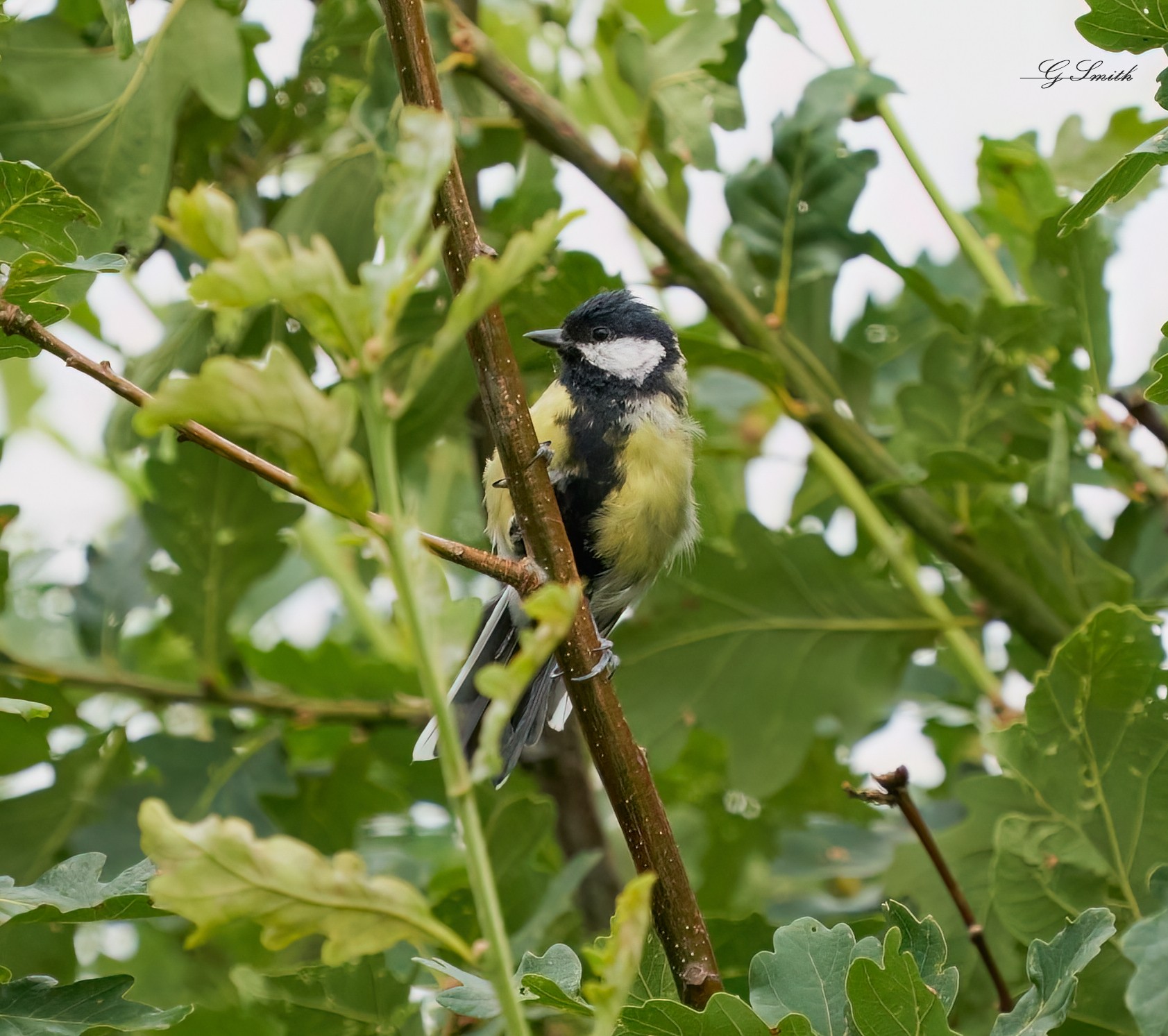 great tit 2022 1.jpg