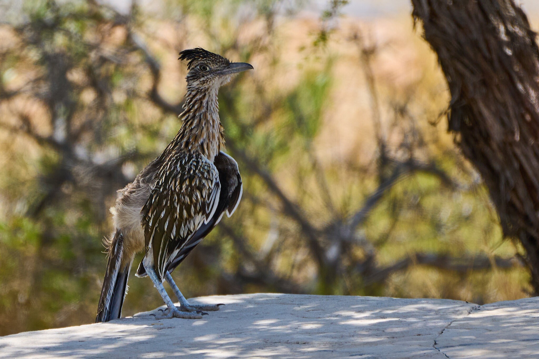 Greater Roadrunner - Red Rock - 08072024 - 03.jpg