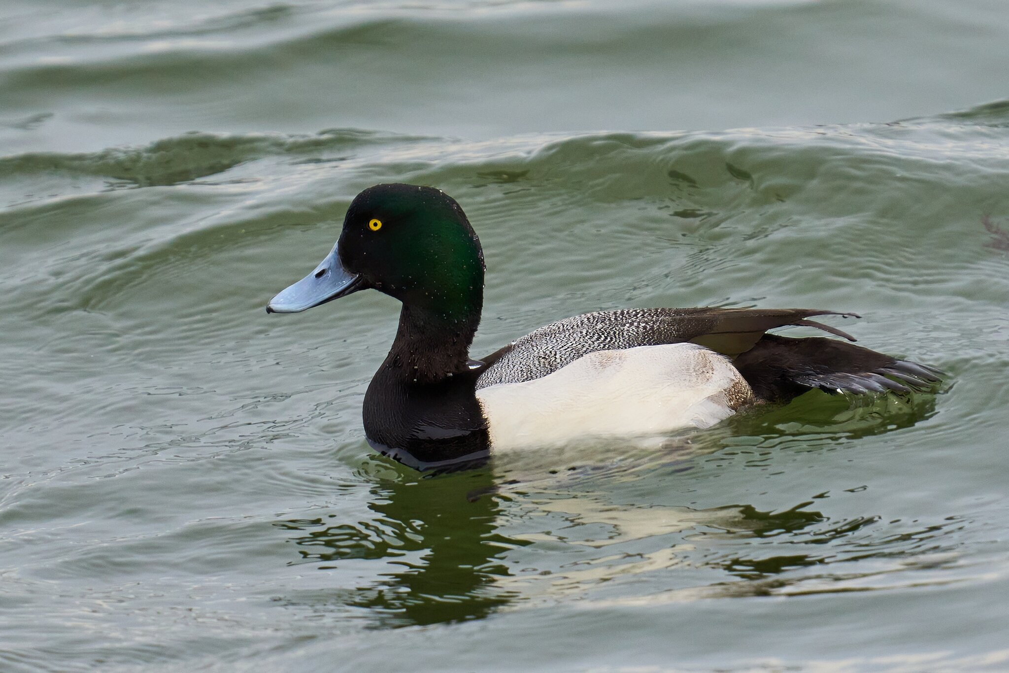 Greater Scaup - Barnegat - 01262025 - 01 - DN.jpg