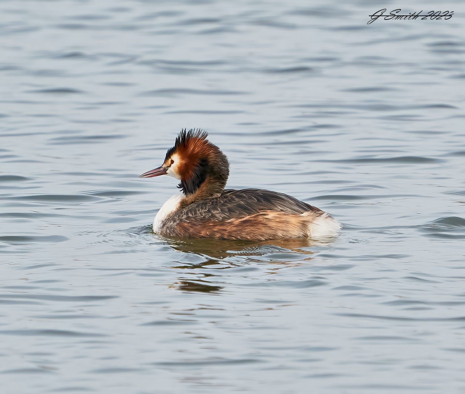 grebe 2023 9.jpg