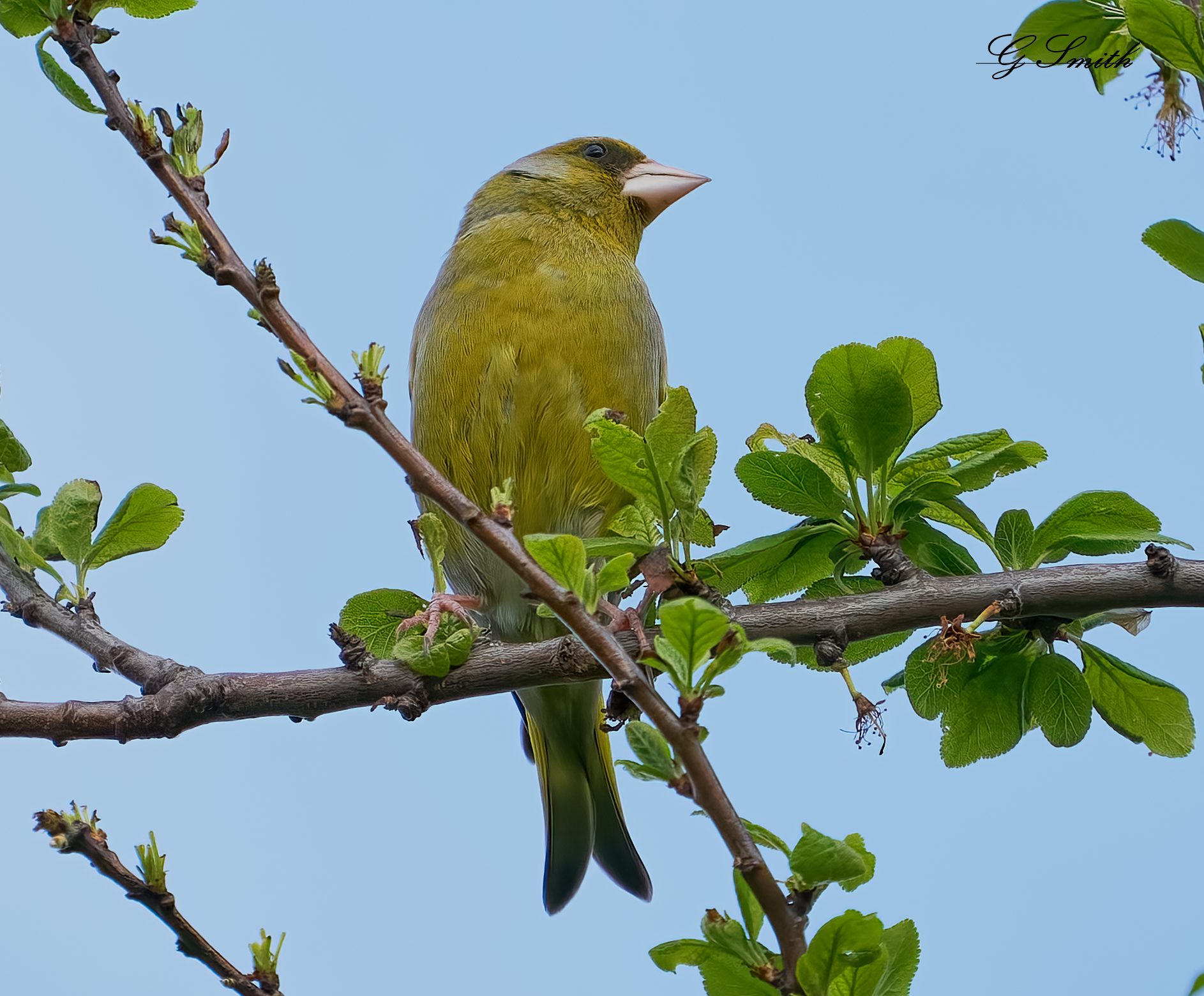 greenfinch  2022.jpg