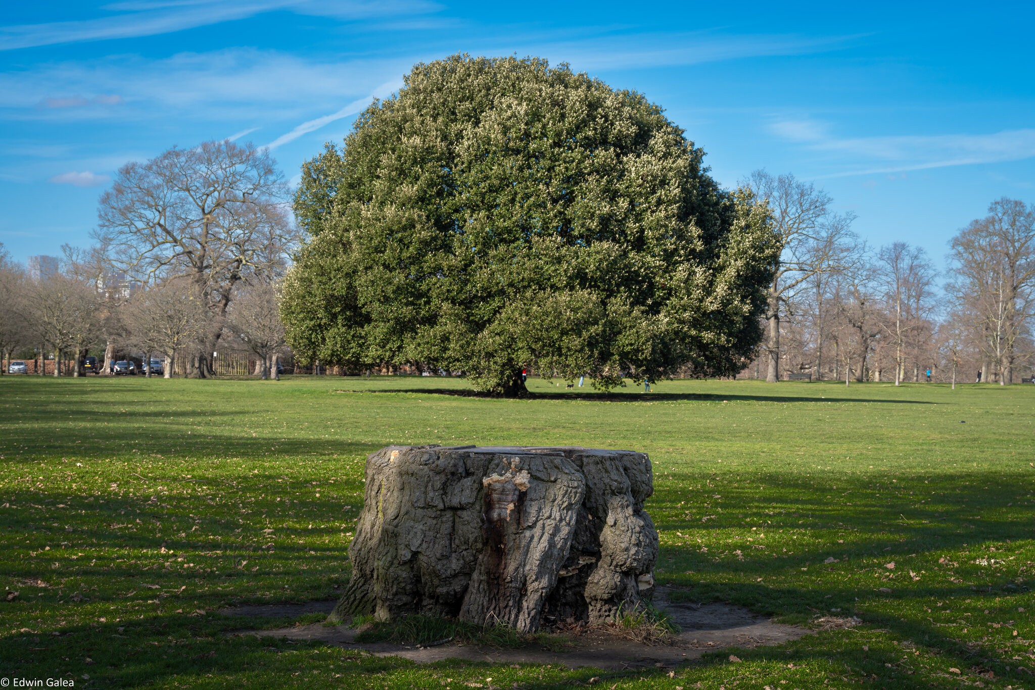 greenwich park oak-9.jpg