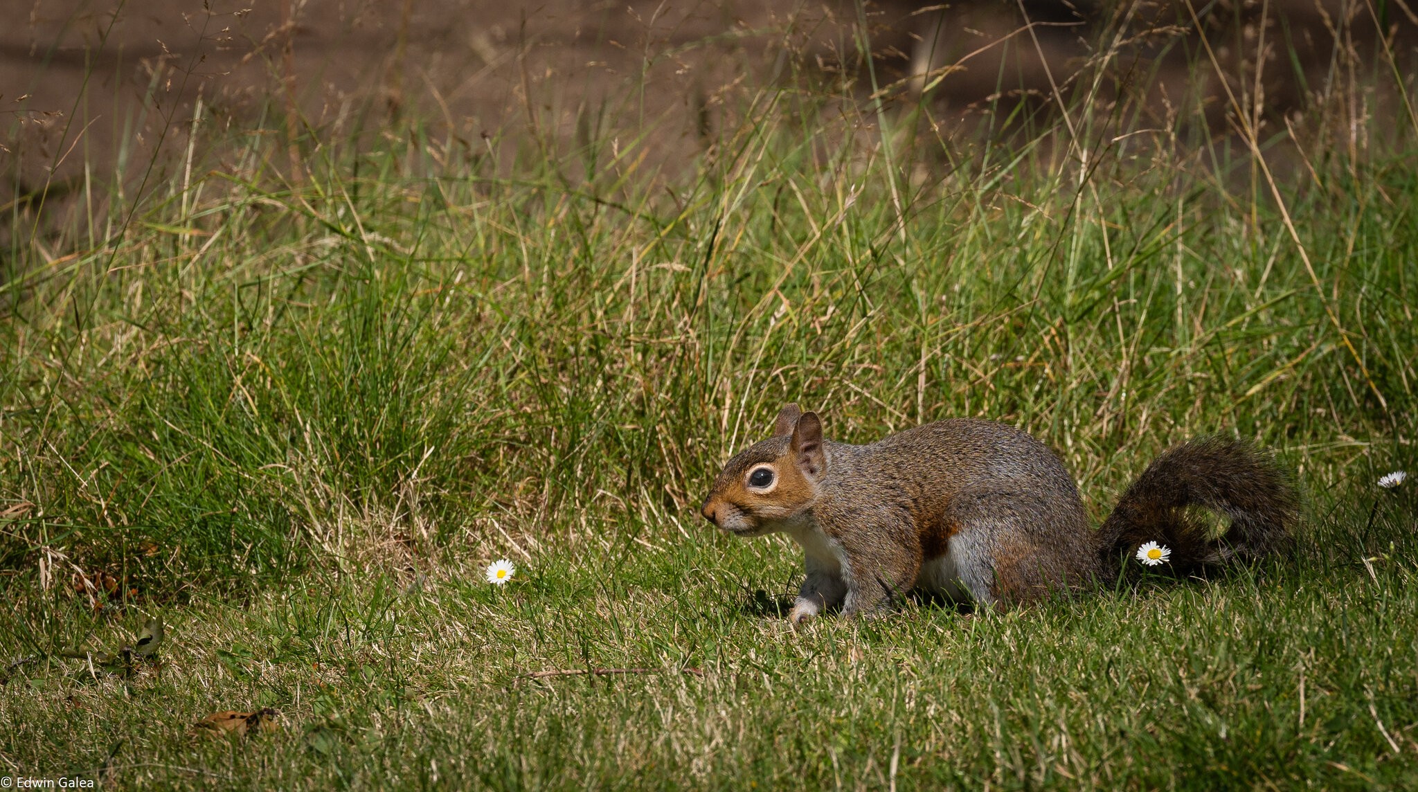 greenwich park squirrel-3.jpg