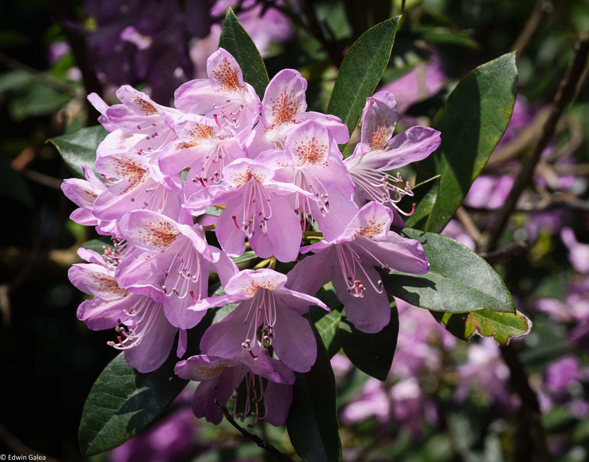 Greenwich Rhododendron-1.jpg