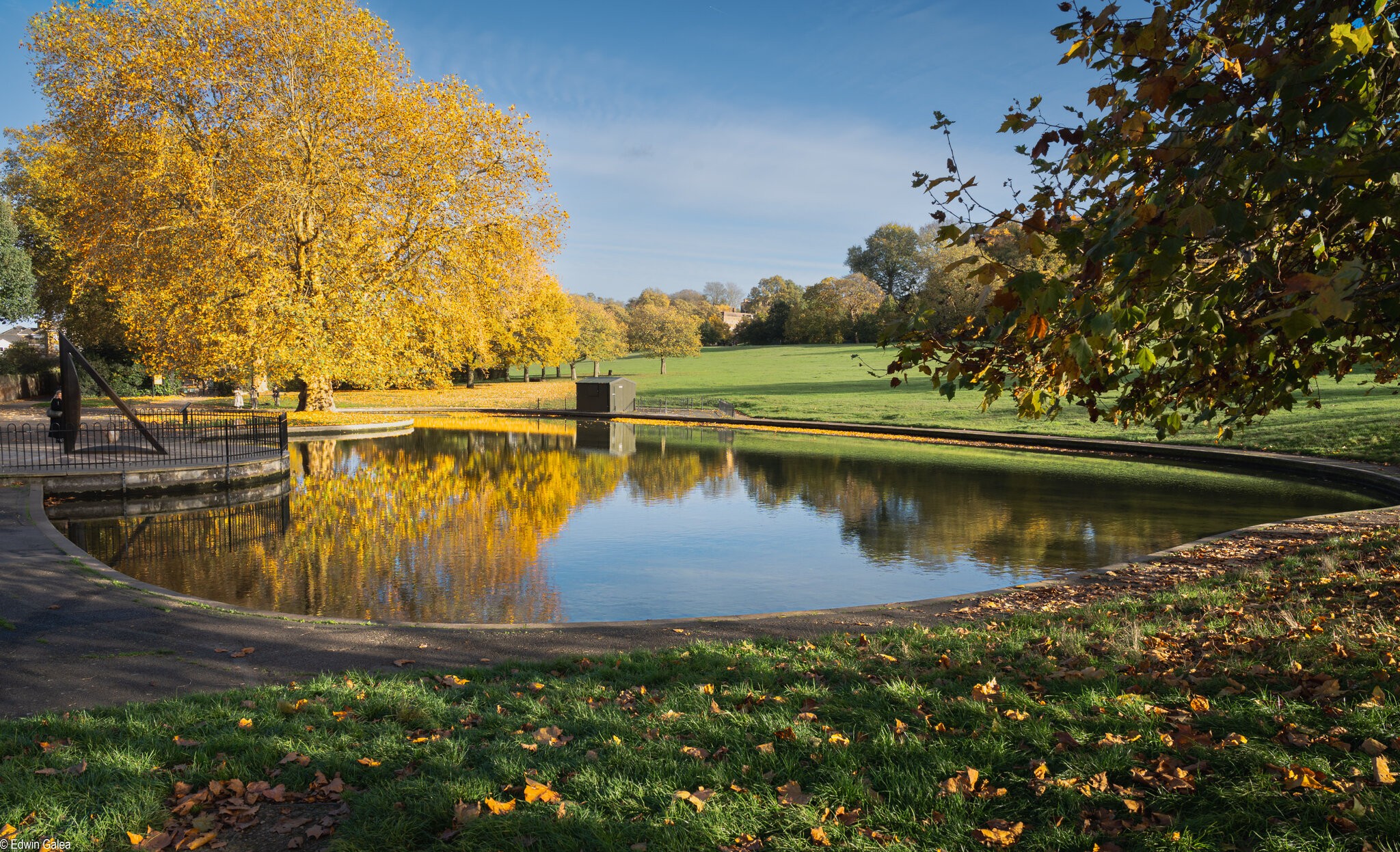 greenwichpark_pond_leaves-7.jpg