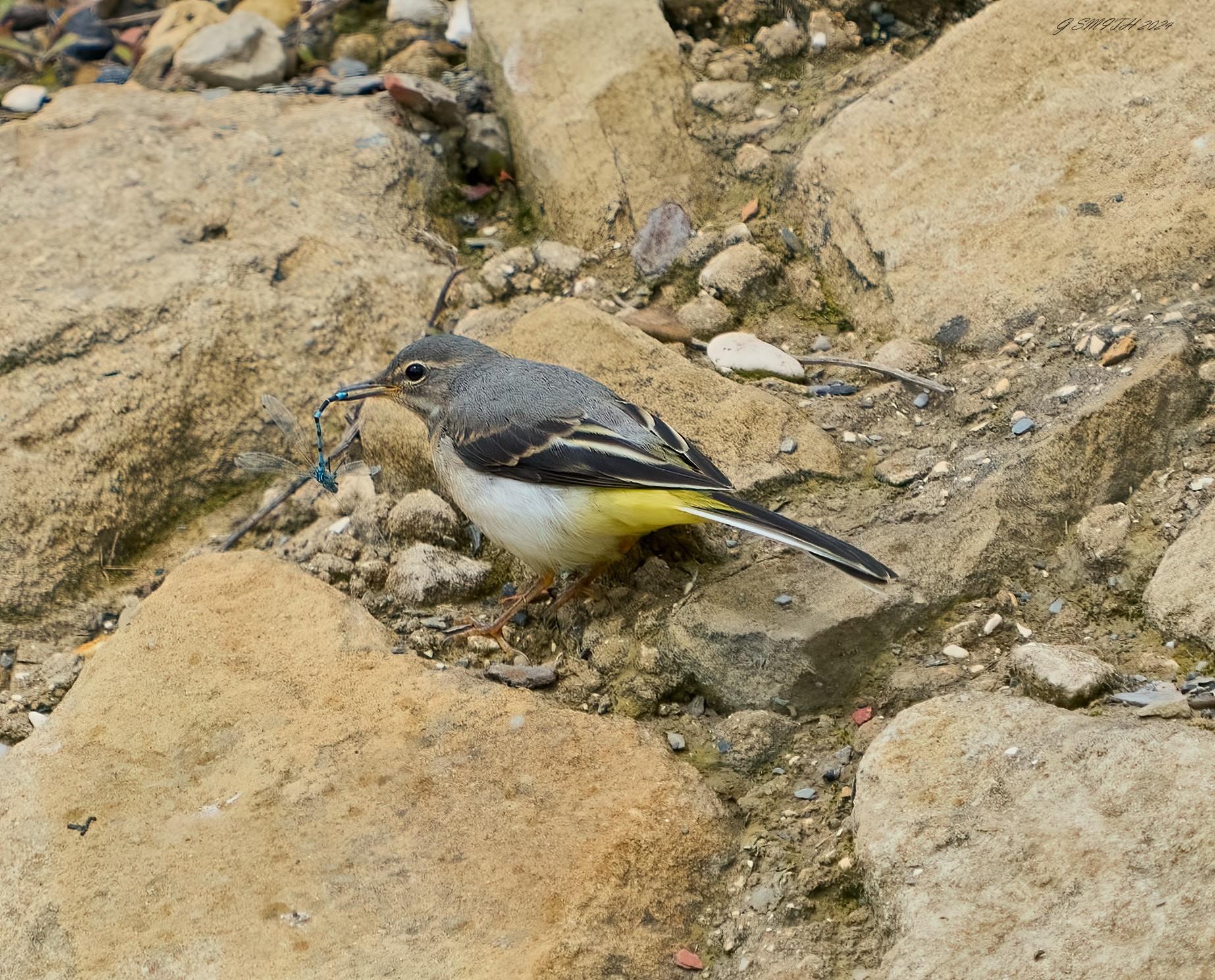 grey wagtail 2024 2.jpg