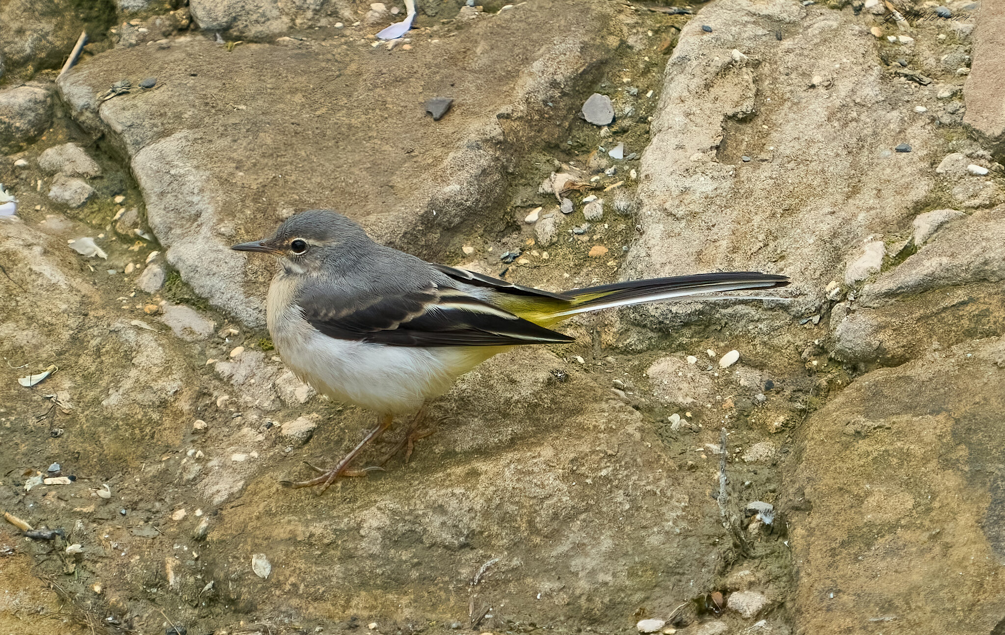 grey wagtail 2024 3.jpg