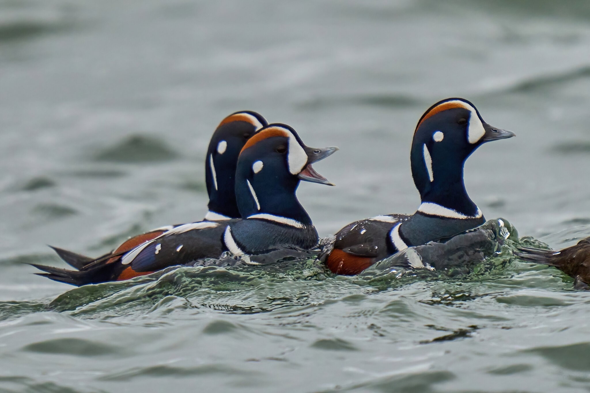 Harlequin Duck - Barnegat Lighthouse - 01062023 - 01-DN.jpg